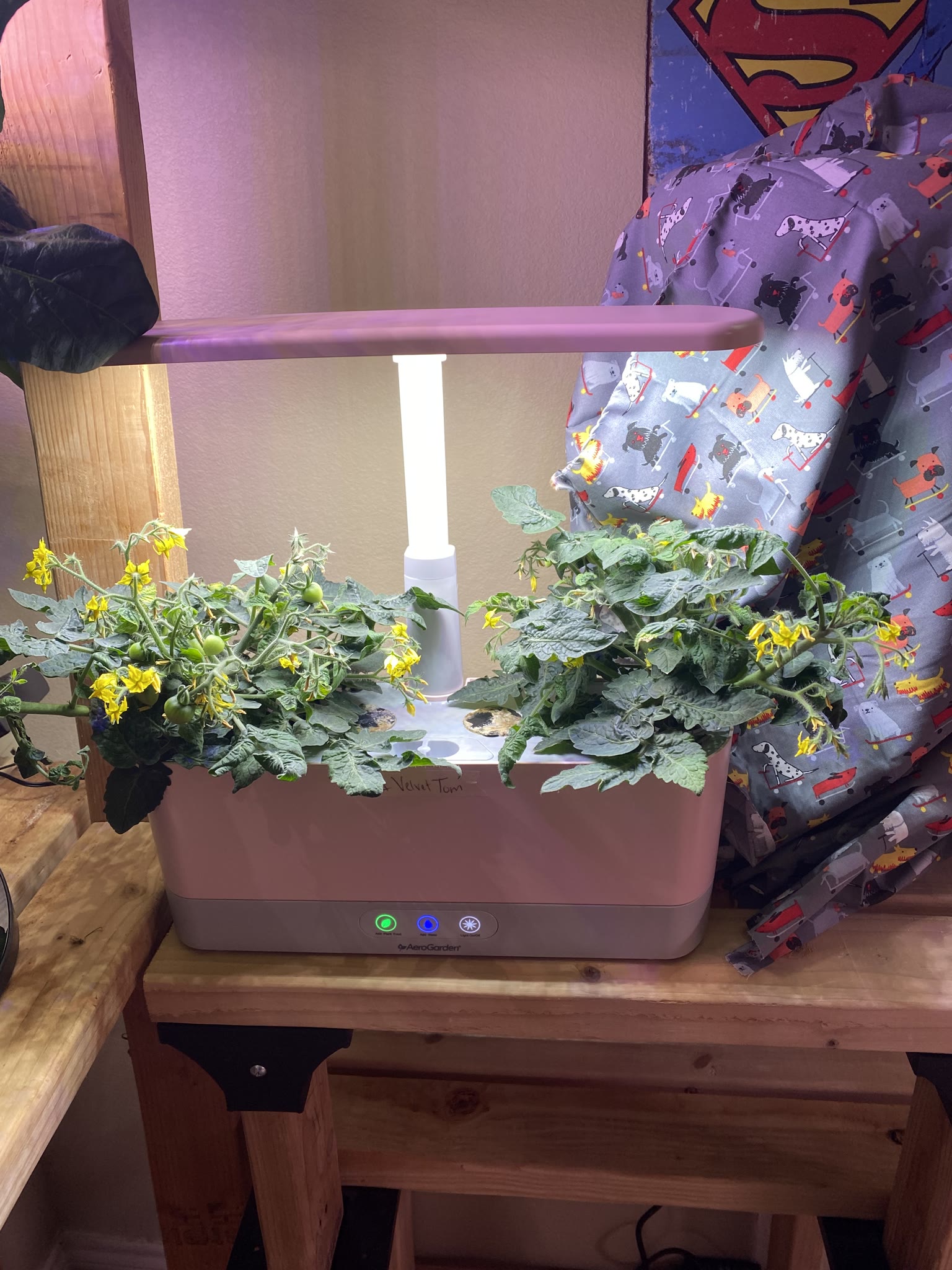 Update #5: We have tomatoes!!!