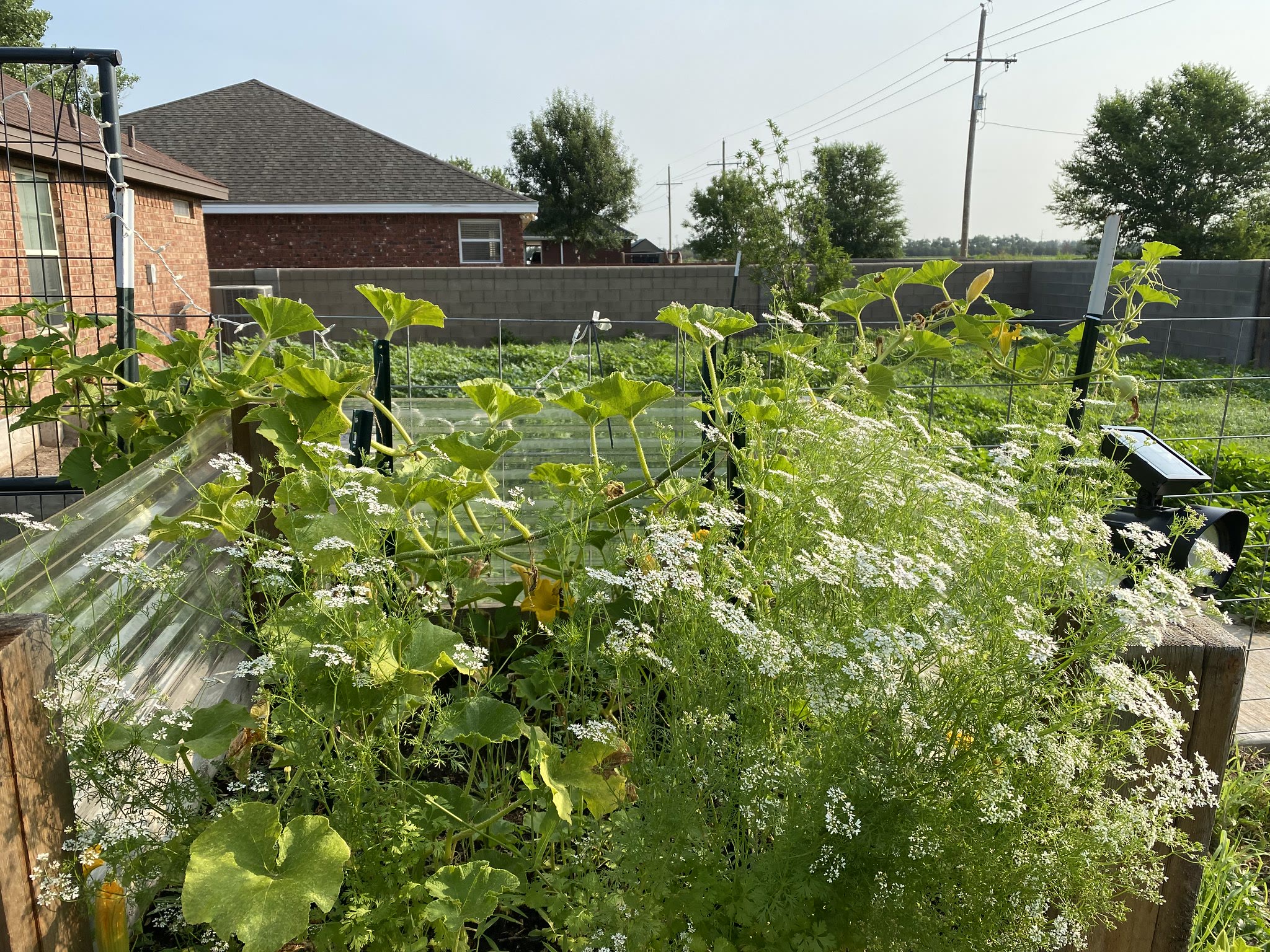 Update #11: So pretty much everything but the winter squash died after transplant, because we had a night in the 20s at the …