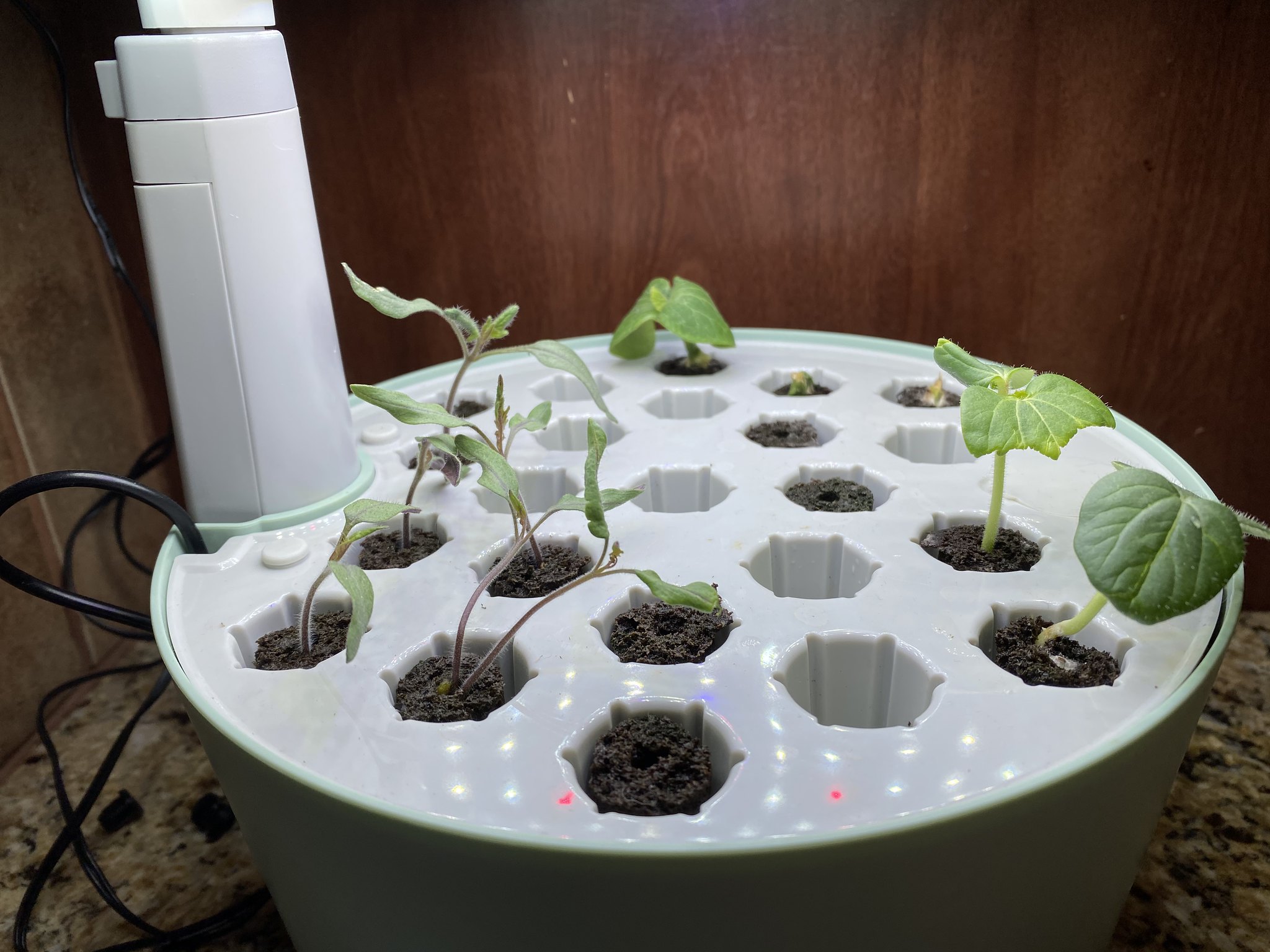 Update #8: Had to move some of these guys around, the squash plants were shading some of the pods so they weren't getting e…