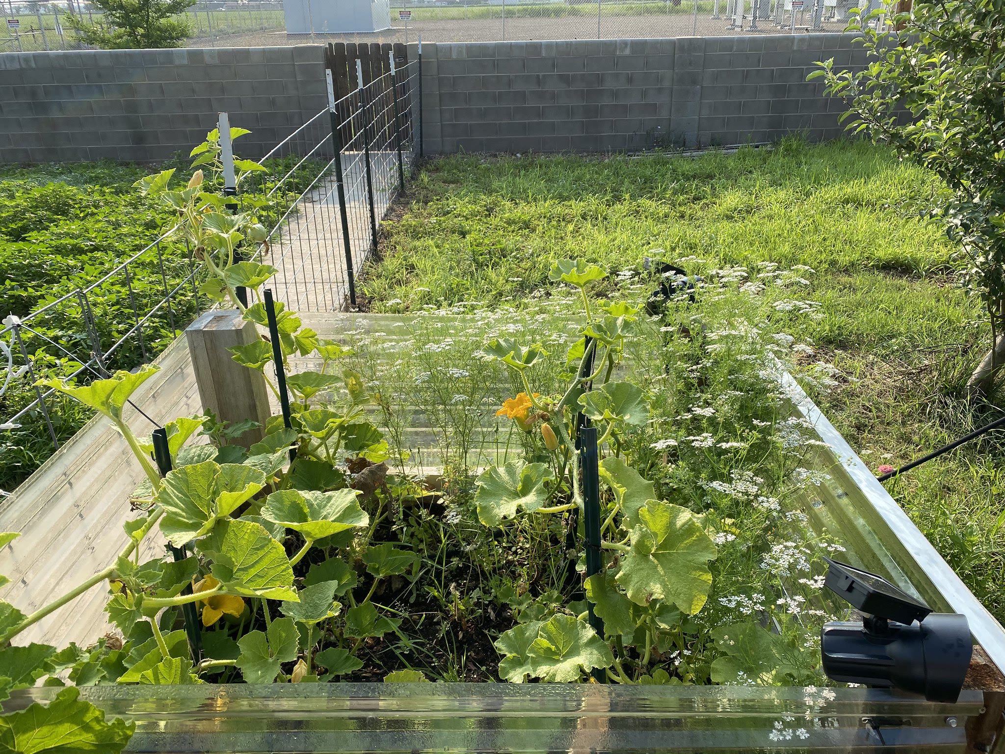 Update #11: So pretty much everything but the winter squash died after transplant, because we had a night in the 20s at the …