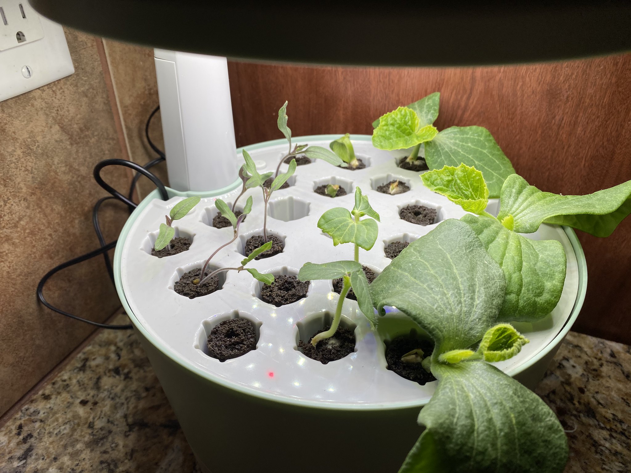 Update #7: Lettuce is getting bigger!And most of the seeds have come up for the outdoor garden!