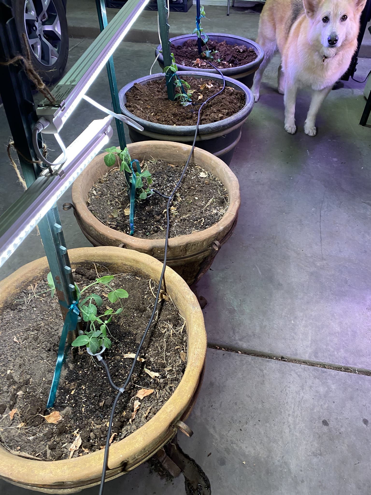 Update #2: Four of the snow peas came up!! Figured that'd be plenty to give me lots of snacks, moved them out to the garage…