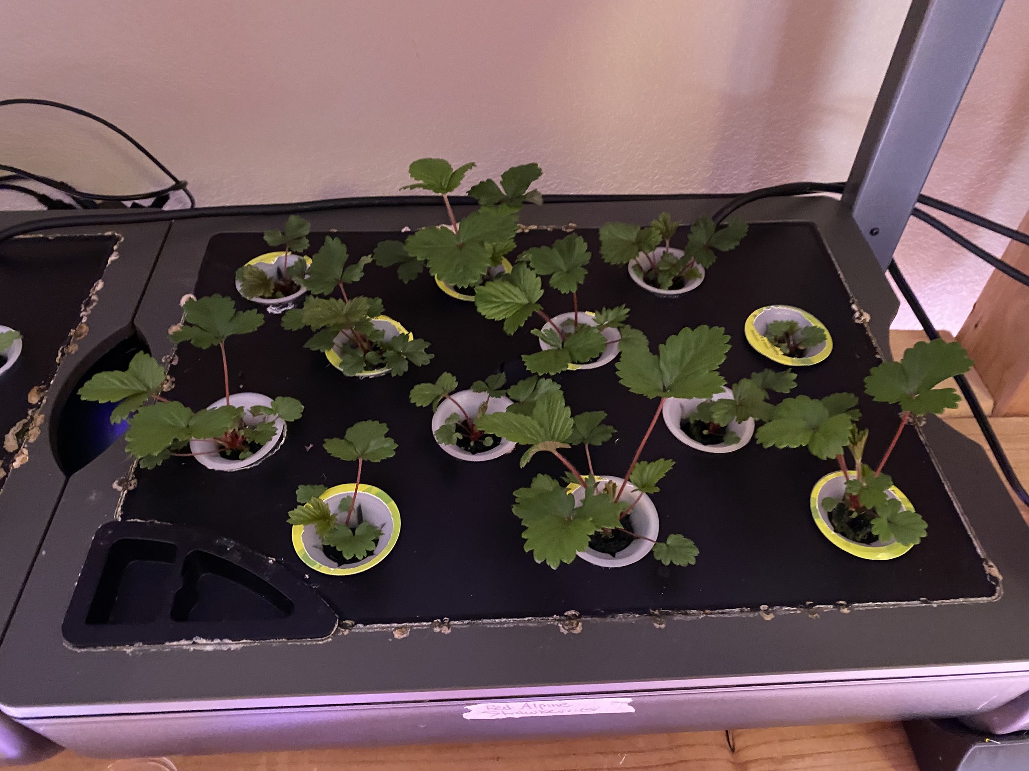 Update #8: The transplant did fine, so thinned out the last pod. I keep thinking "these are growing really slow" but then I…
