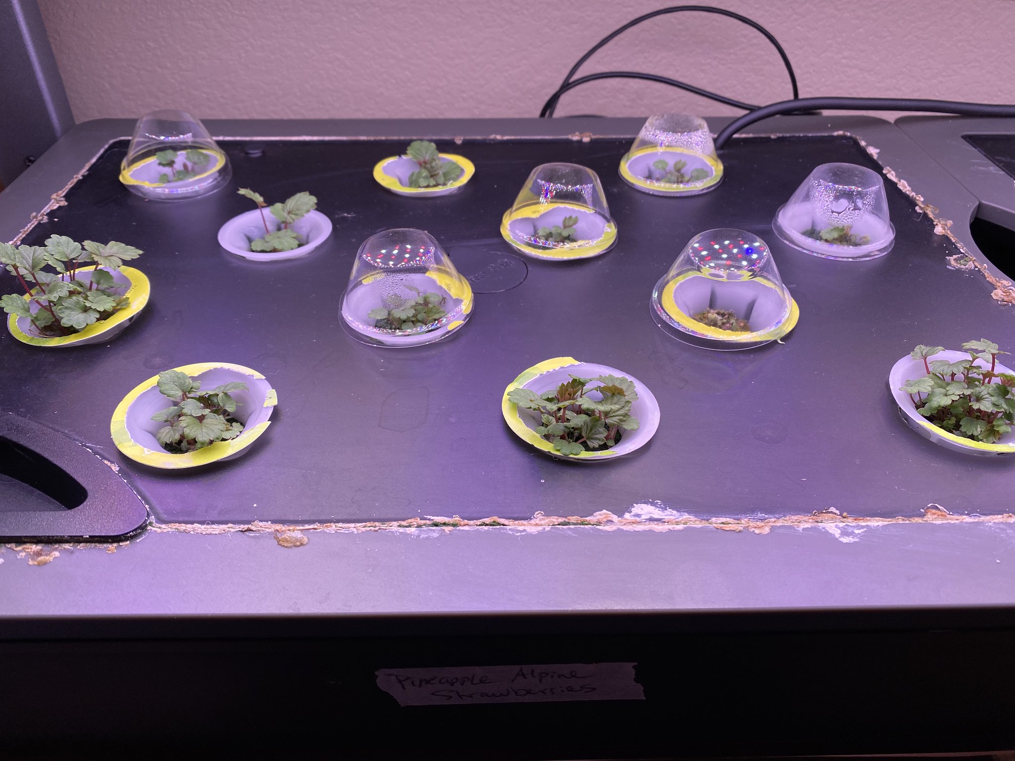 Update #6: These are starting to explode!! On my days off I'll start going through the pods with bigger sprouts to thin the…
