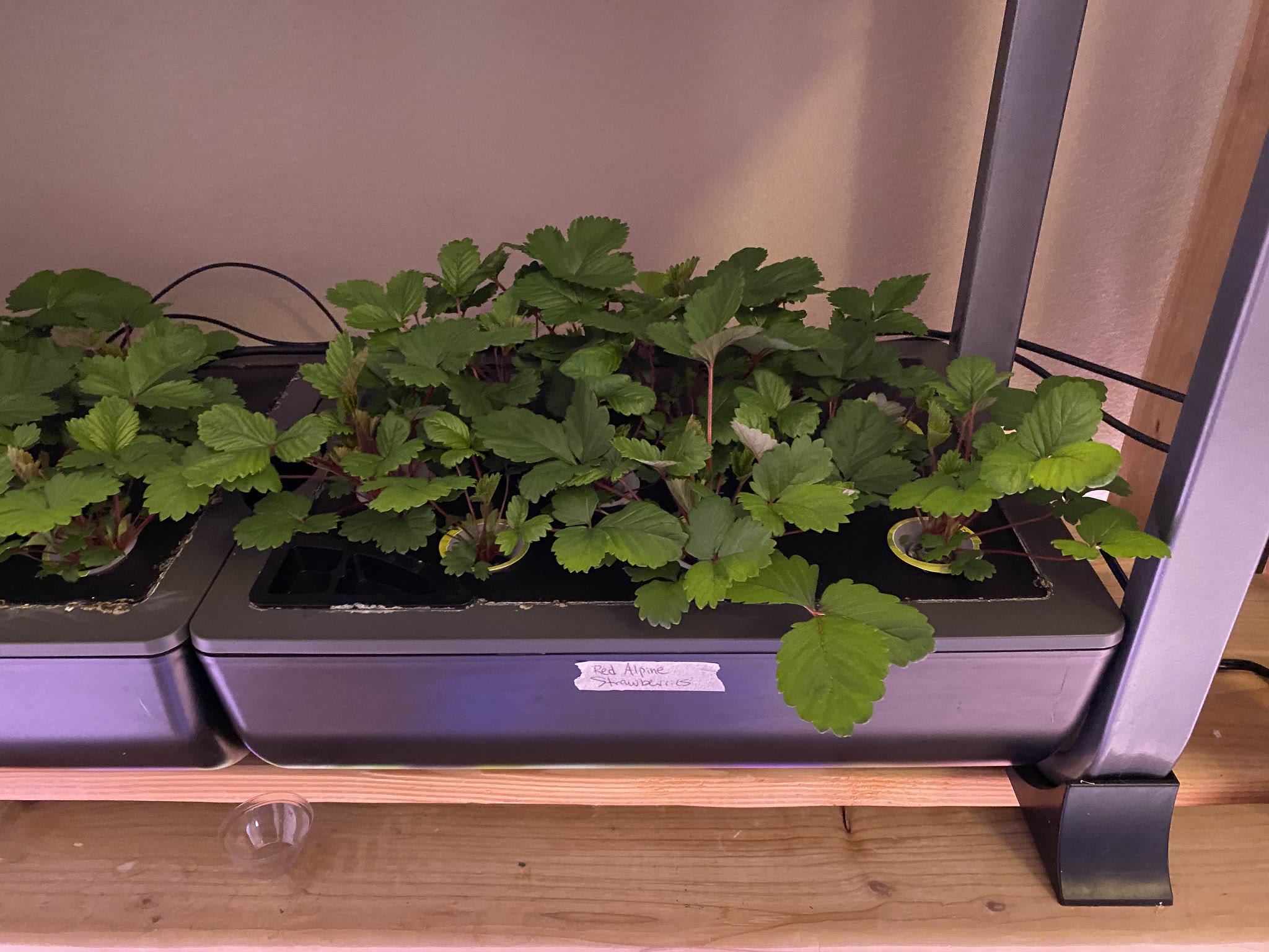 Update #9: Now that they're all up and thinned they are bushing out very nicely!!