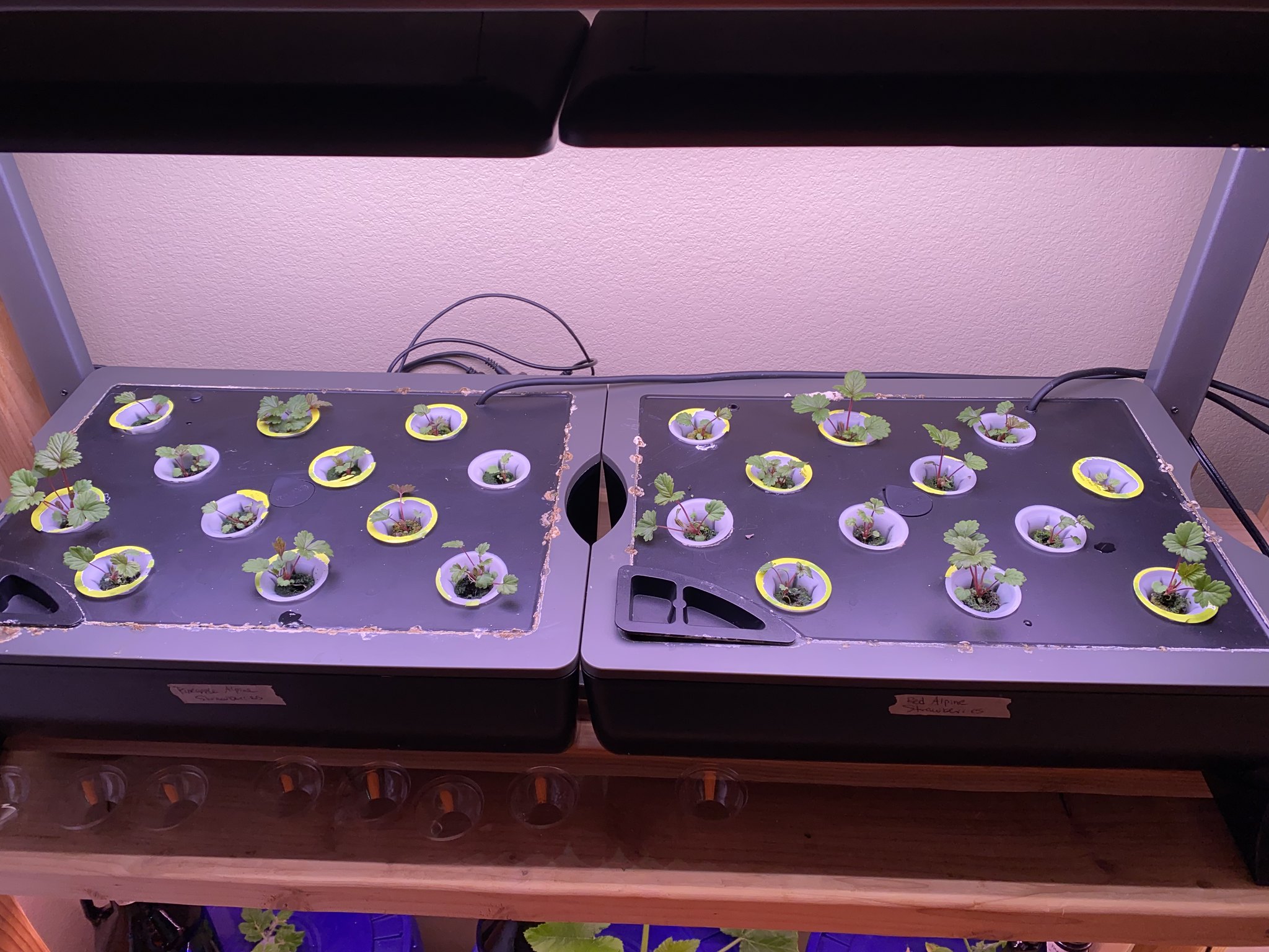 Update #7: Today was the day for thinning!! Before: After: On the left side I had one pod with only very tiny, unhealthy lo…