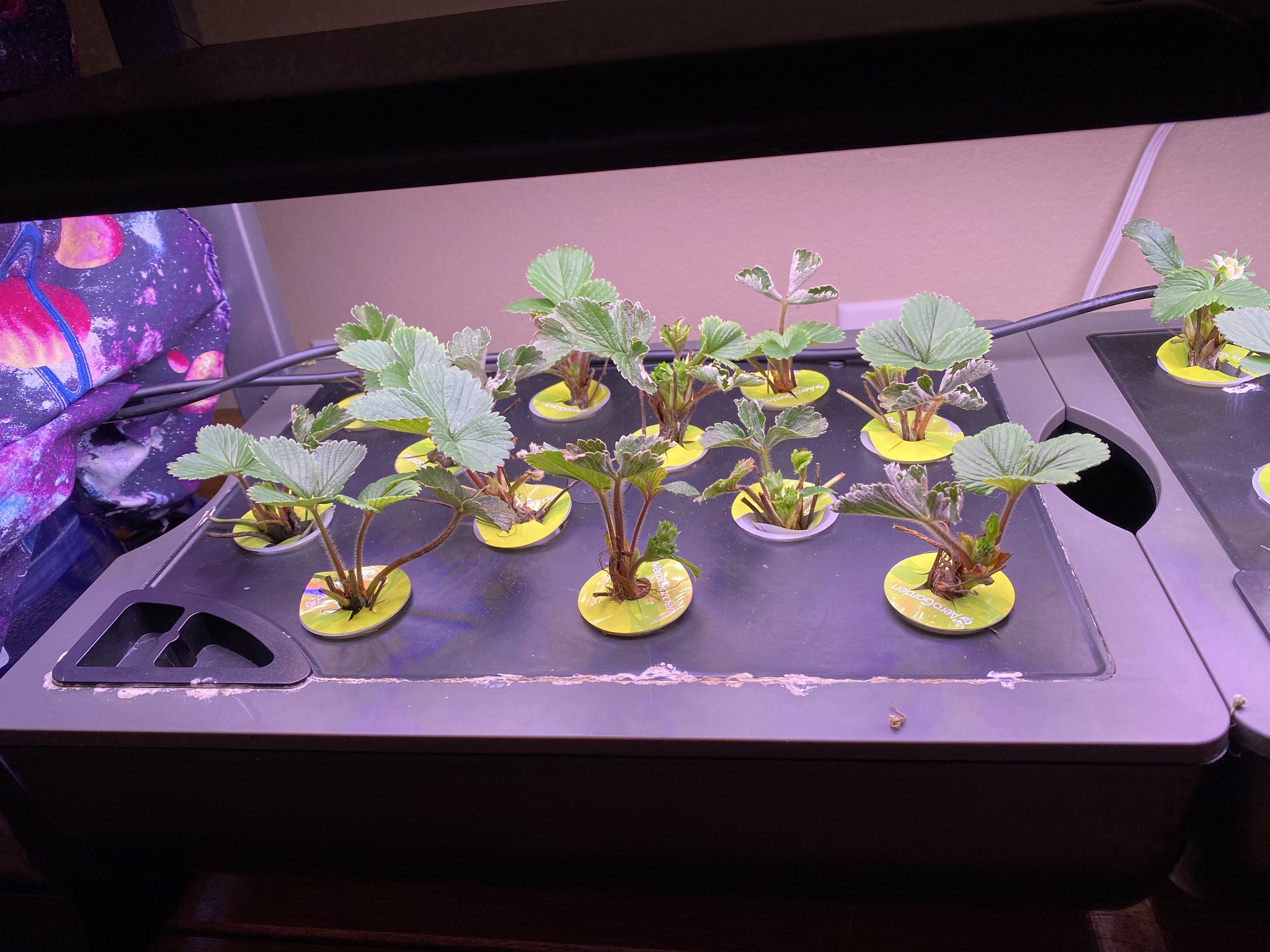Update #2: The plants are all looking really good, AND I have some blooms! DcKpvN