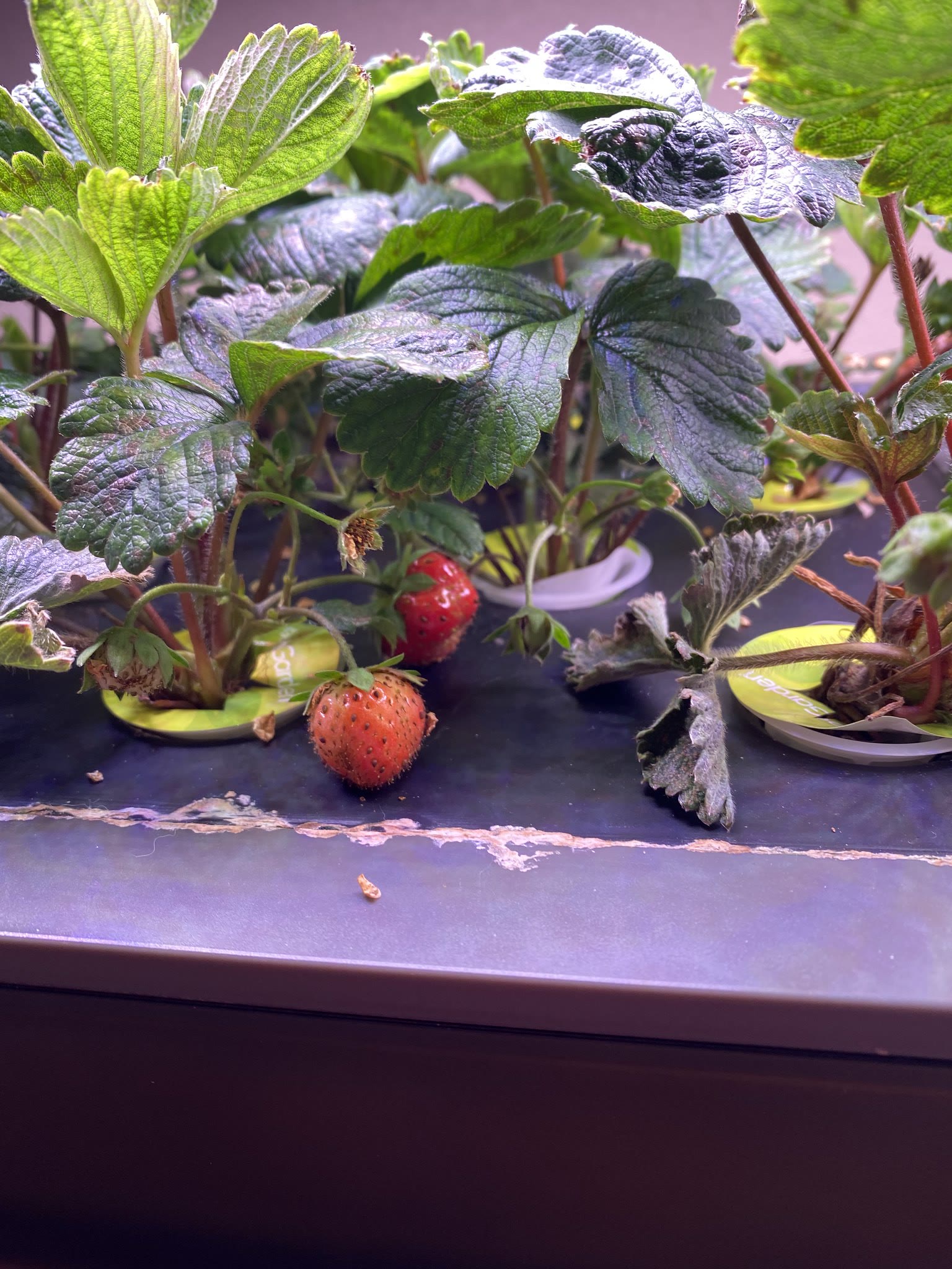 Update #4: Got a lovely field of strawberries, some of them are close to ready!! Added 20mL nutrients today.
