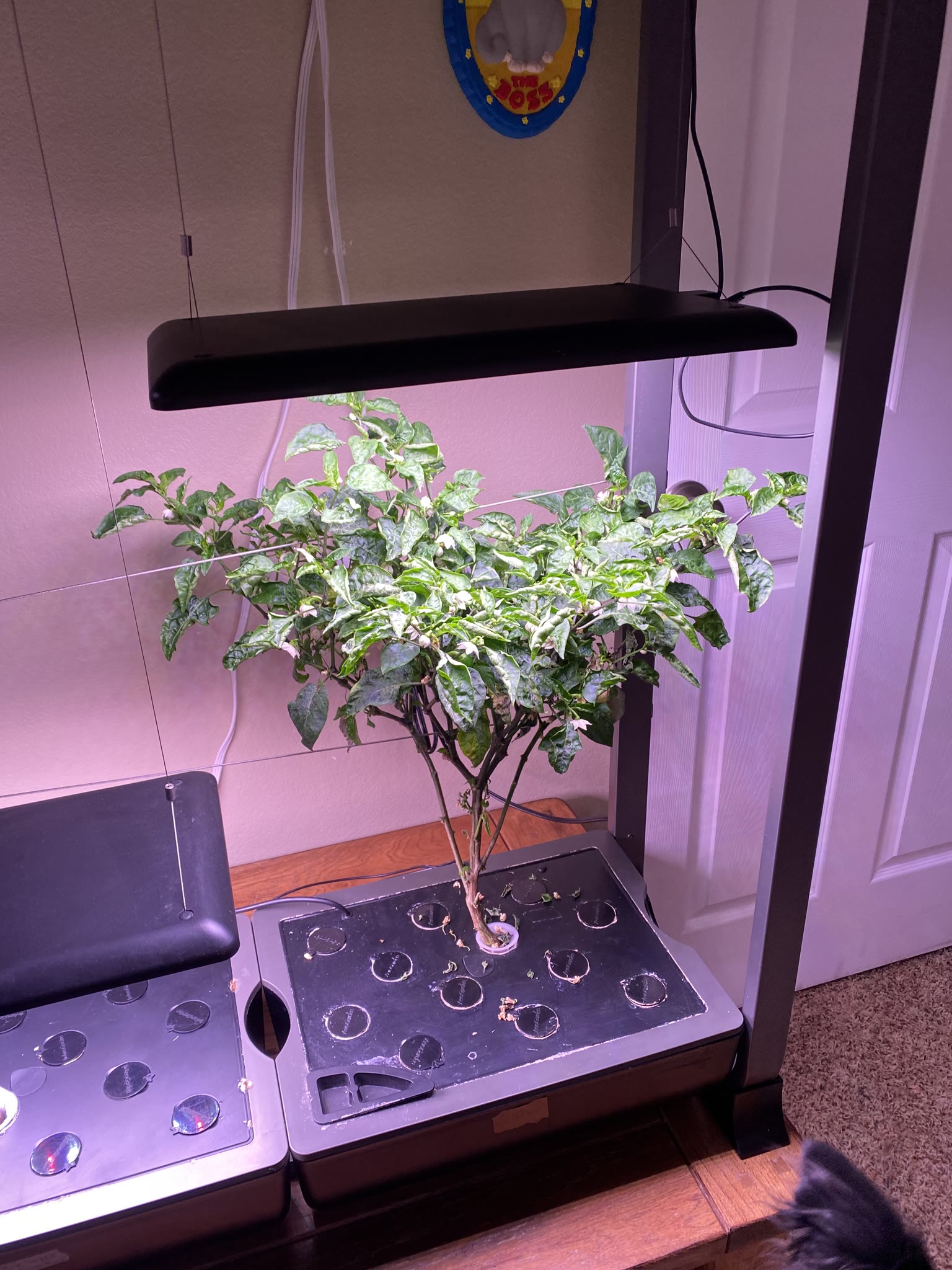 Update #11: Hello fellow AG'ers!! Been a while, between vacation and flipping to the night shift!! The cucumber has gotten h…
