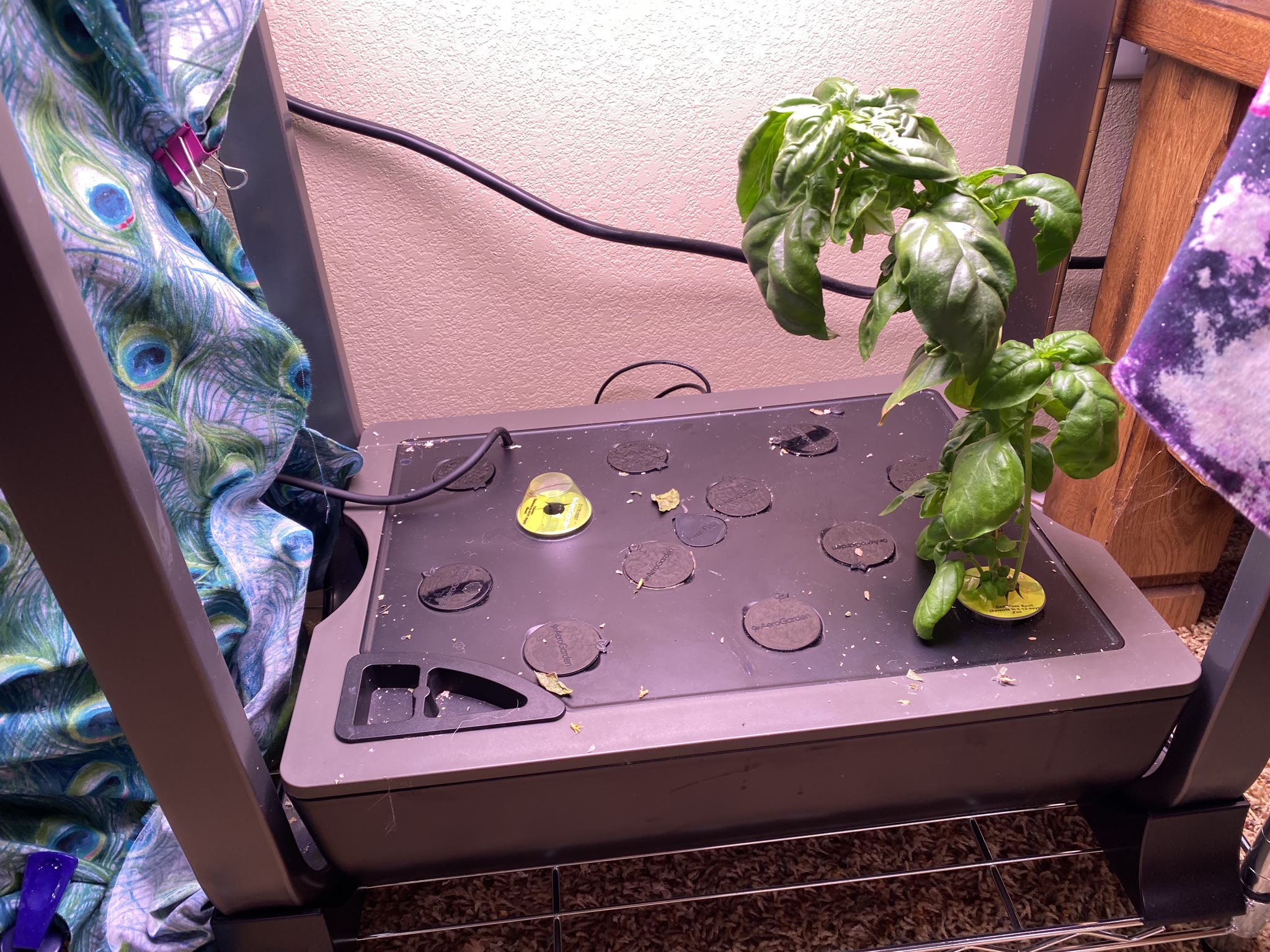 Update #6: Haven't had a ton of opportunity for photos and whatnot, but the gardens are doing really well!!! The strawberri…