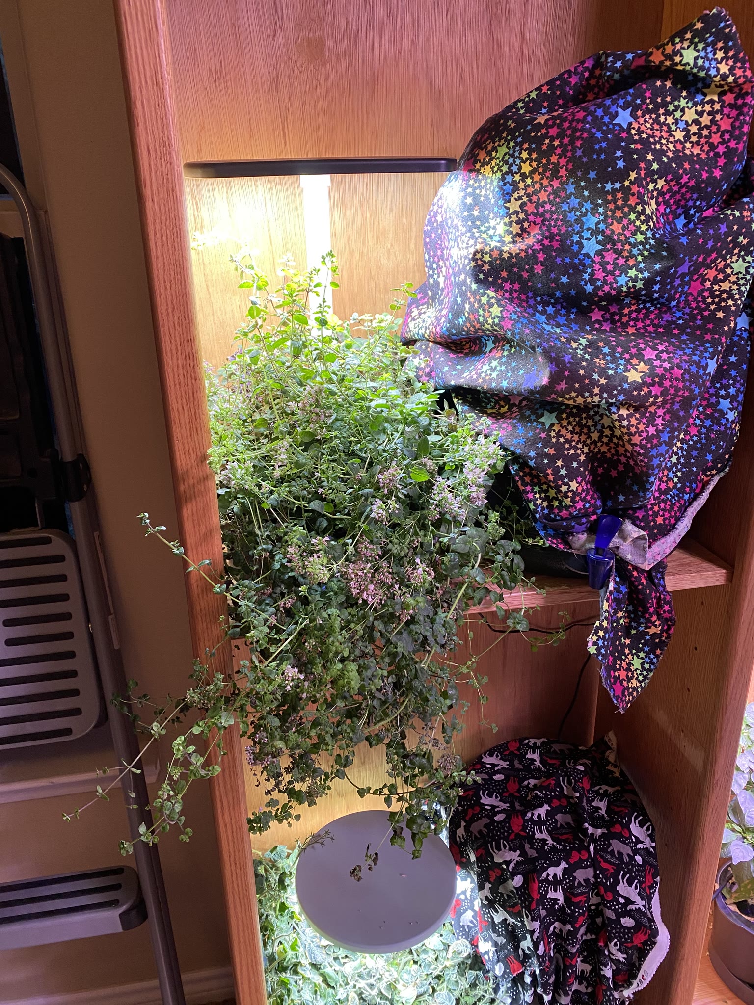Update #7: The gardens are doing well!! Yesterday I watered and fed everything I wasn't going to replace. Today after I get…