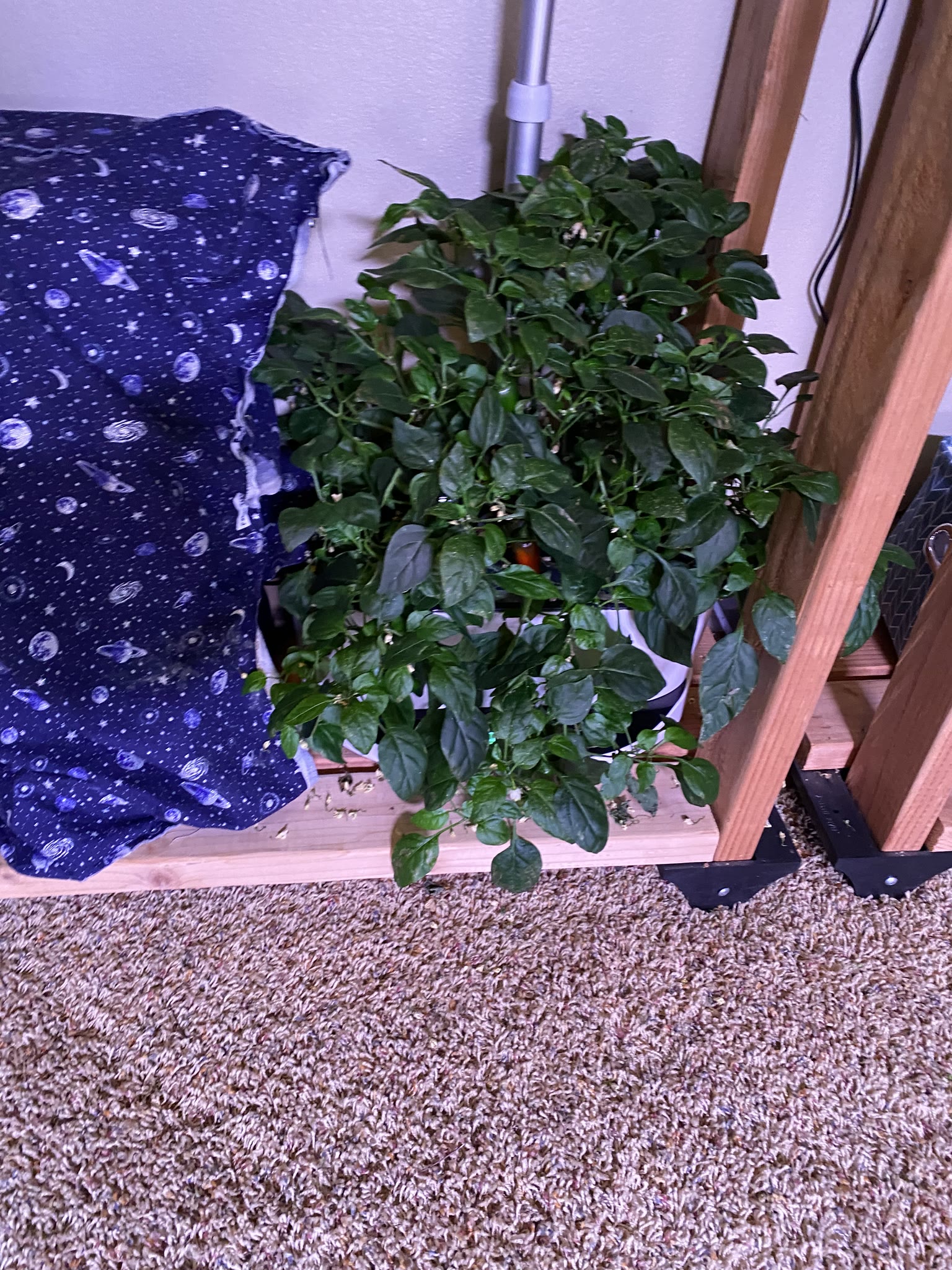 Update #7: The gardens are doing well!! Yesterday I watered and fed everything I wasn't going to replace. Today after I get…