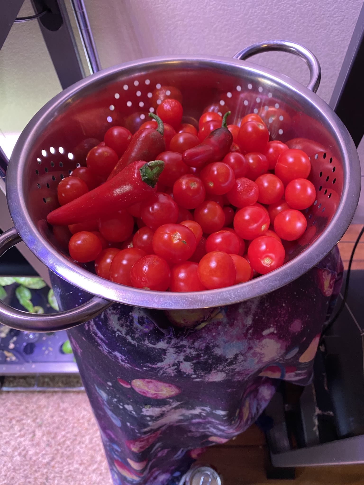 Update #7: The gardens are doing well!! Yesterday I watered and fed everything I wasn't going to replace. Today after I get…