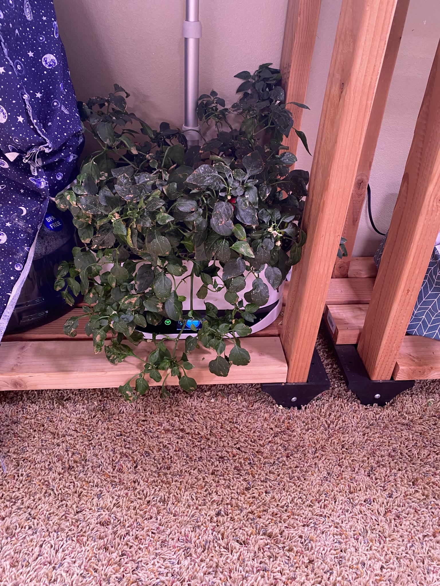 Update #10: Been a while since my last update!! It's been busy as always around here. Tomatoes!! The sprout is still doing g…