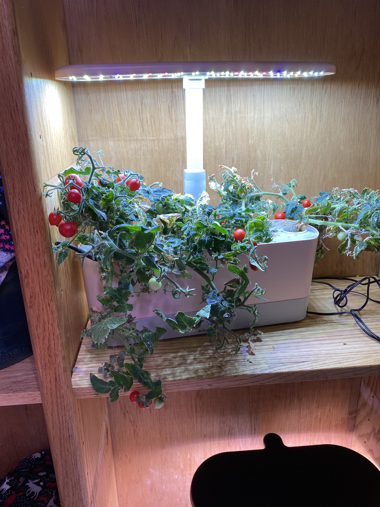 Update #4: It's been a busy several weeks, but the gardens are mostly doing well!! Tomatoes: Re-planted the dill and rosema…