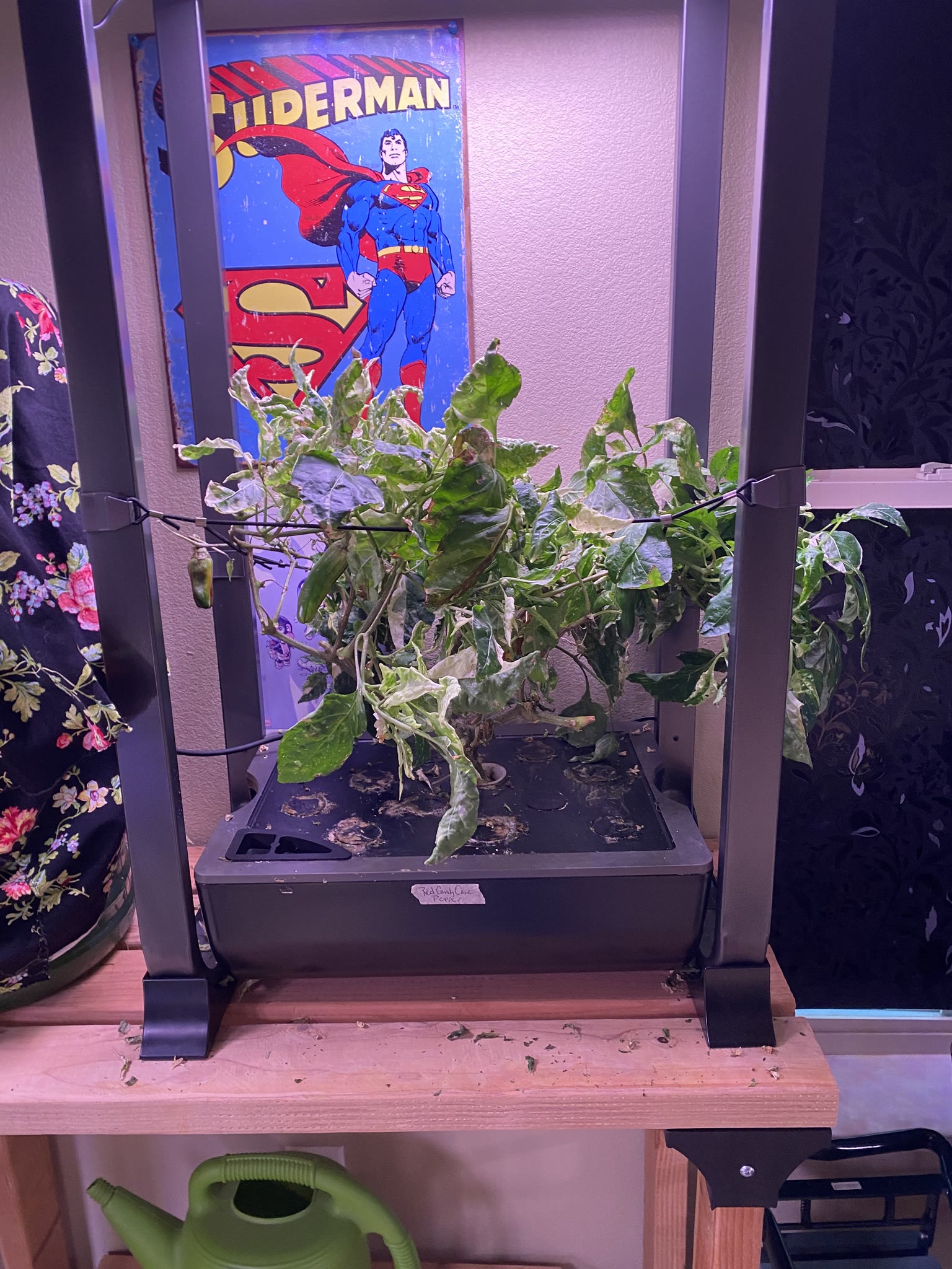 Update #11: Hello fellow AG'ers!! Been a while, between vacation and flipping to the night shift!! The cucumber has gotten h…