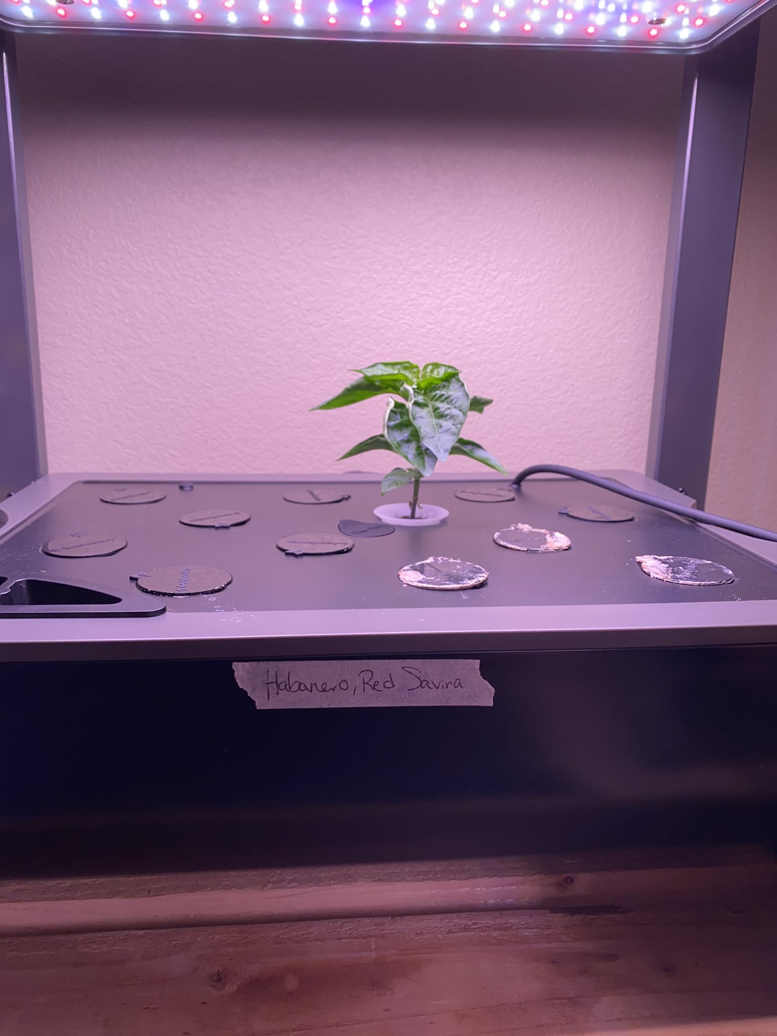 Update #4: It's been a busy several weeks, but the gardens are mostly doing well!! Tomatoes: Re-planted the dill and rosema…