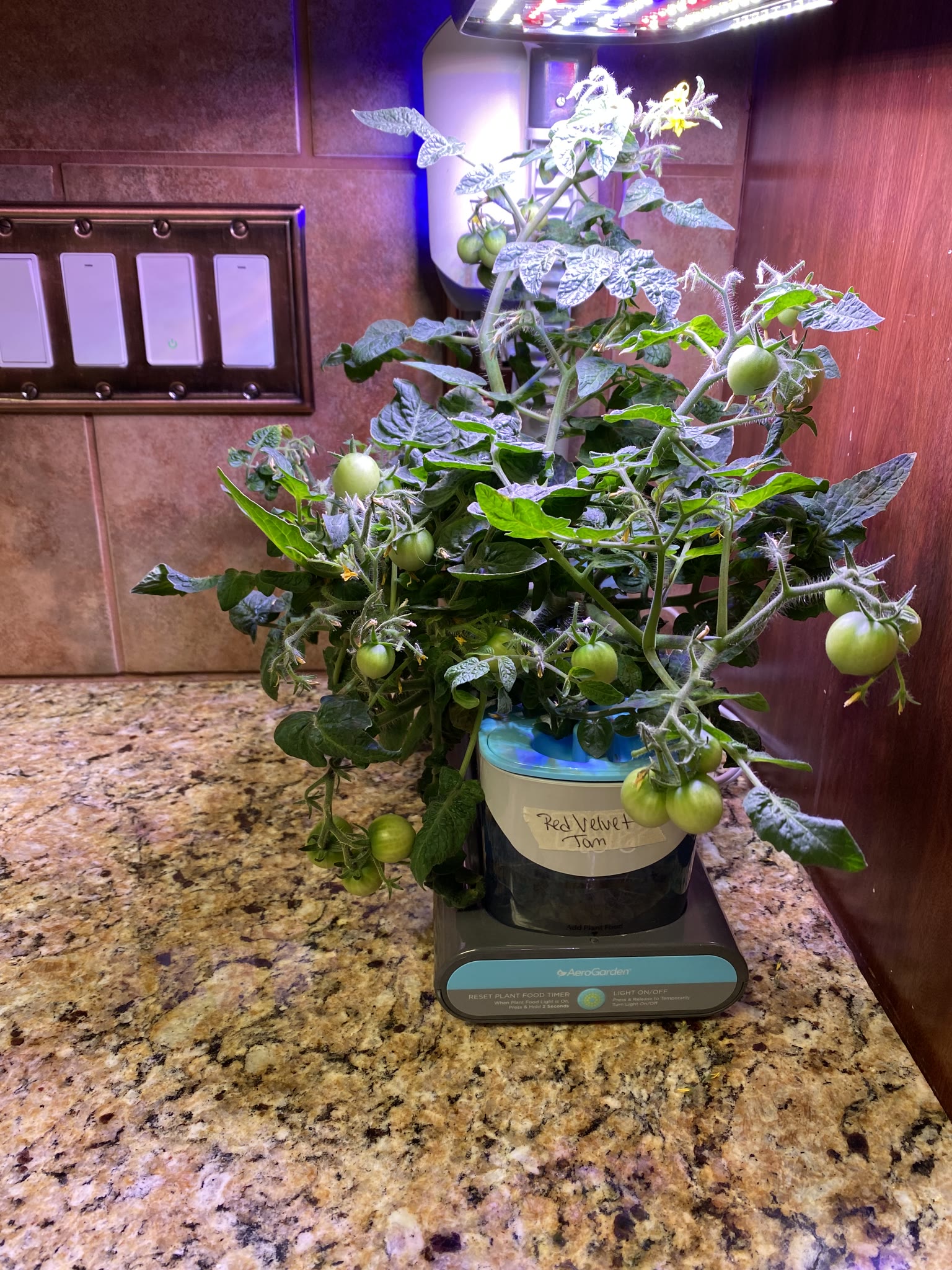 Update #4: It's been a busy several weeks, but the gardens are mostly doing well!! Tomatoes: Re-planted the dill and rosema…