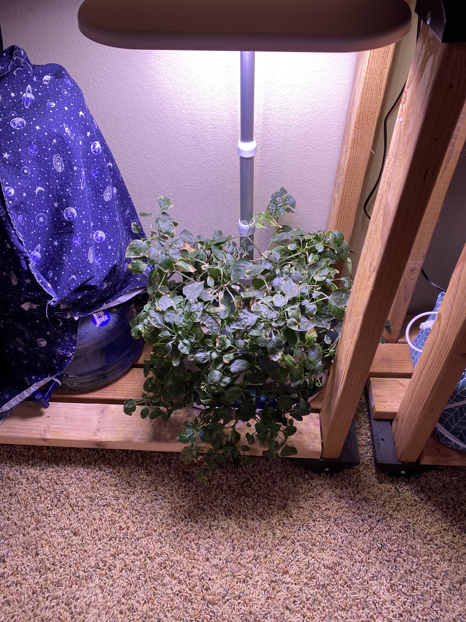Update #11: Hello fellow AG'ers!! Been a while, between vacation and flipping to the night shift!! The cucumber has gotten h…