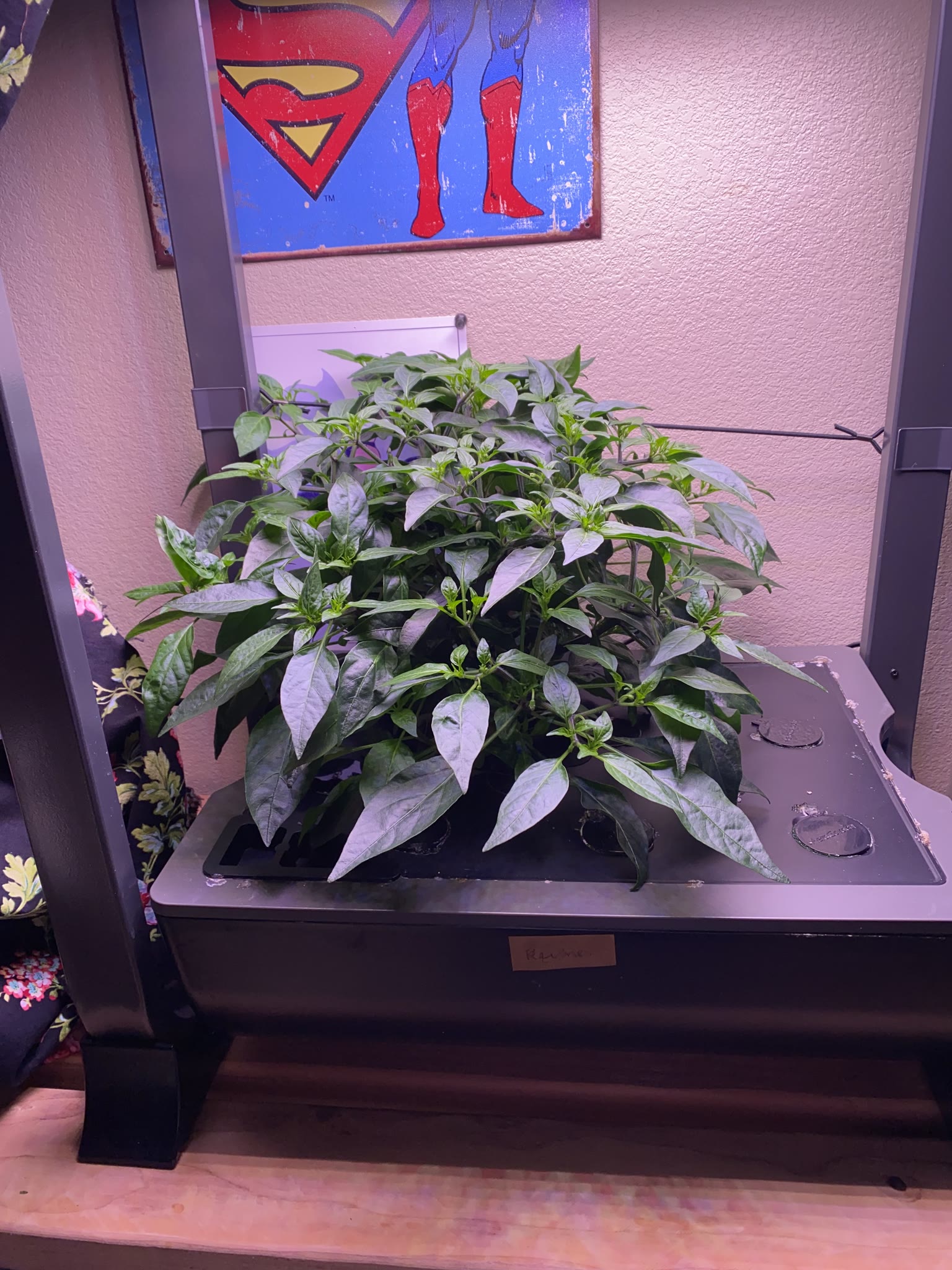 Update #16: Today I ended a bunch of gardens. I've been out of town too much, even with the reservoirs, and too busy when I …
