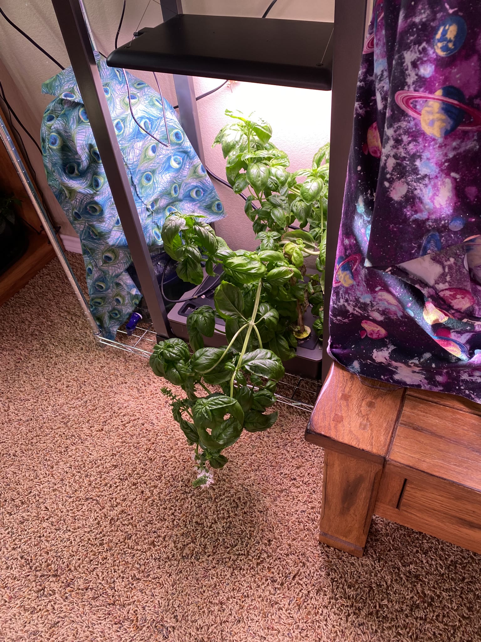 Update #8: Took out the strawberries, which were drying out and starting to die. The habanero also died suddenly. The rest …