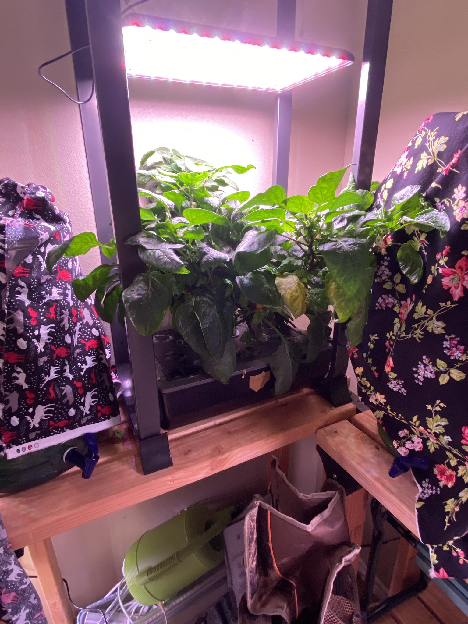Update #14: Ended and started up a lot of gardens today!! Some of them were actually ended a couple of weeks ago, I just did…