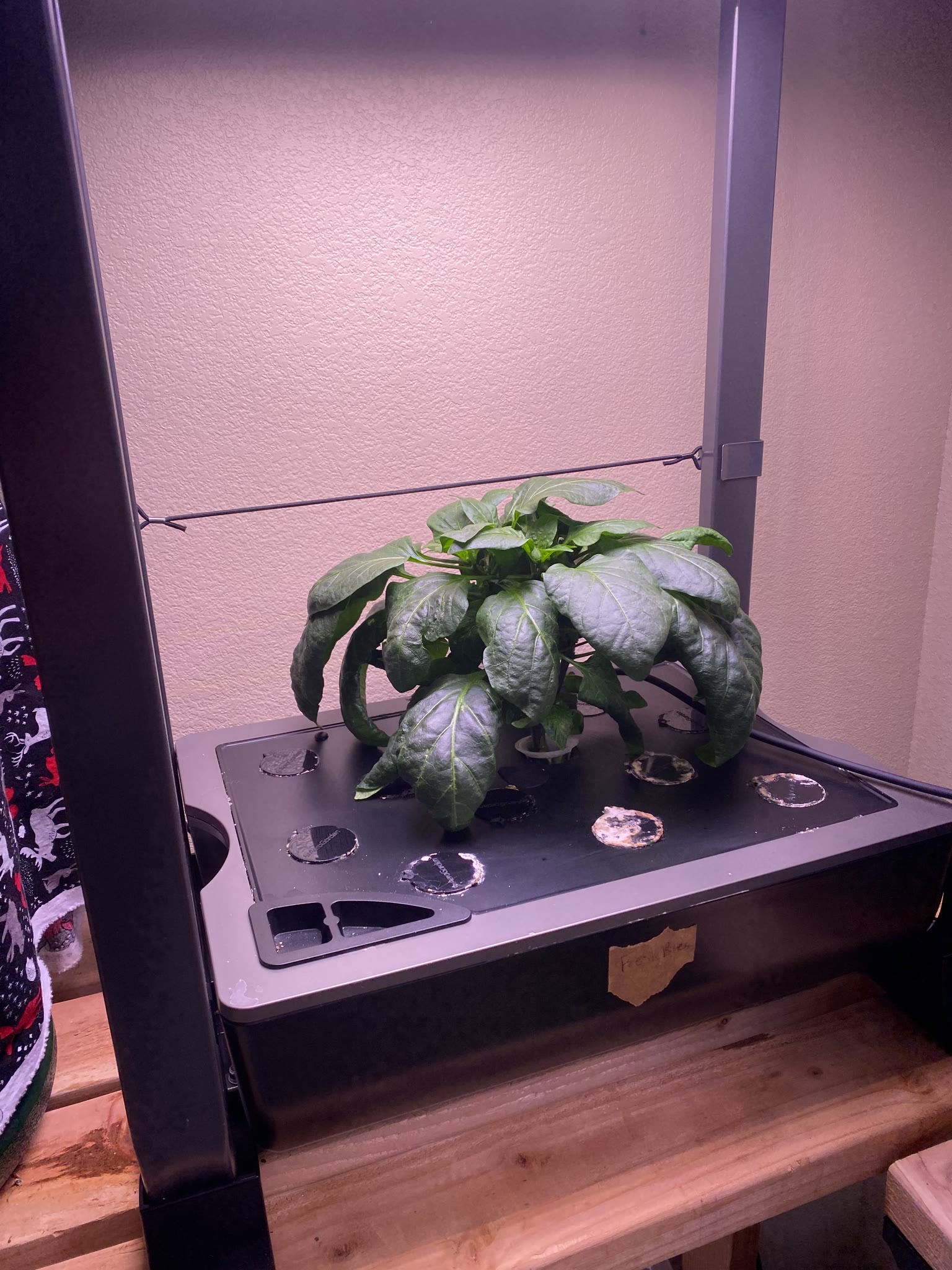 Update #10: Been a while since my last update!! It's been busy as always around here. Tomatoes!! The sprout is still doing g…