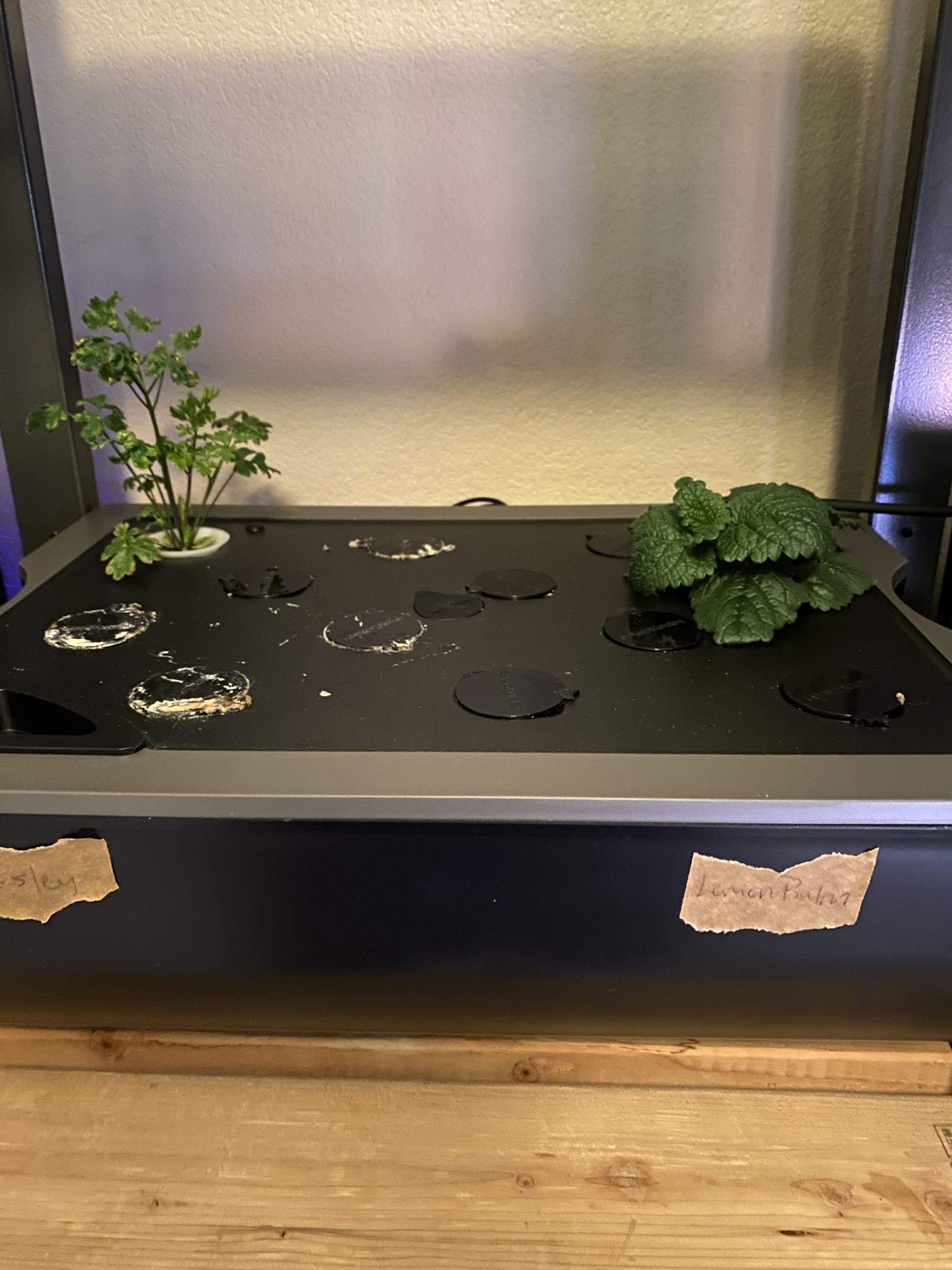Update #9: The gardens are still mostly doing well!! The sedum pods are all up, though still very small But all of them hav…