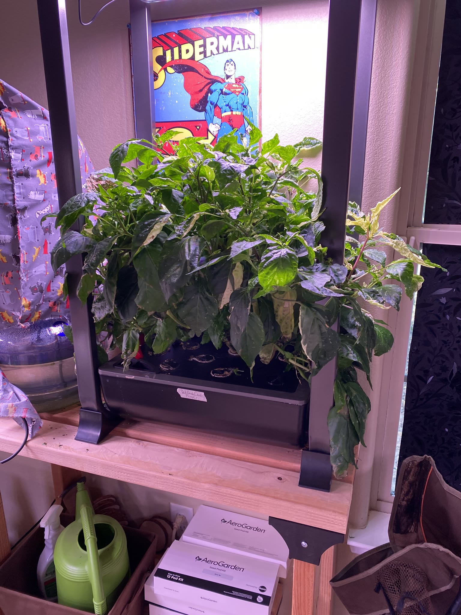 Update #8: Took out the strawberries, which were drying out and starting to die. The habanero also died suddenly. The rest …