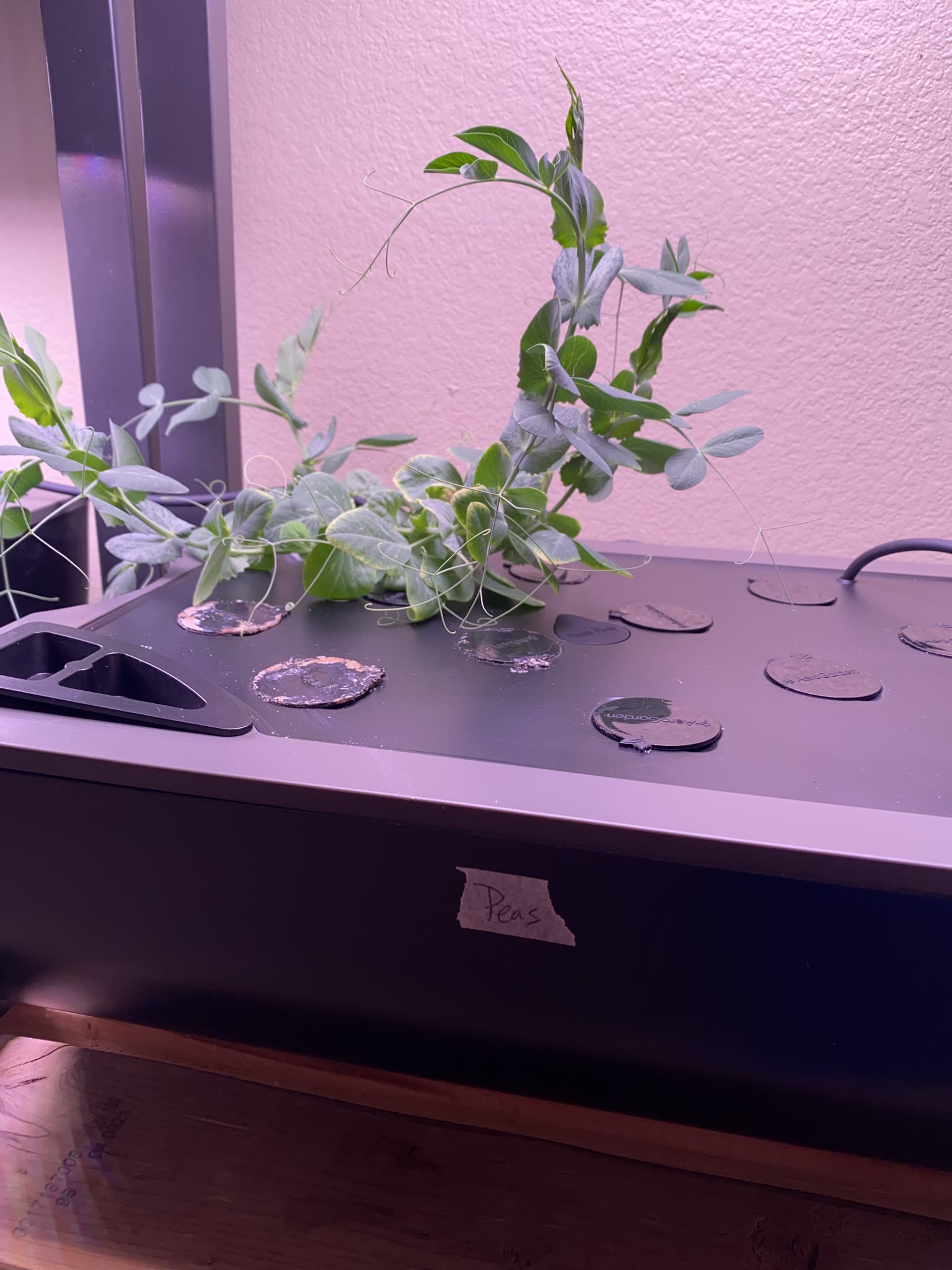 Update #4: It's been a busy several weeks, but the gardens are mostly doing well!! Tomatoes: Re-planted the dill and rosema…