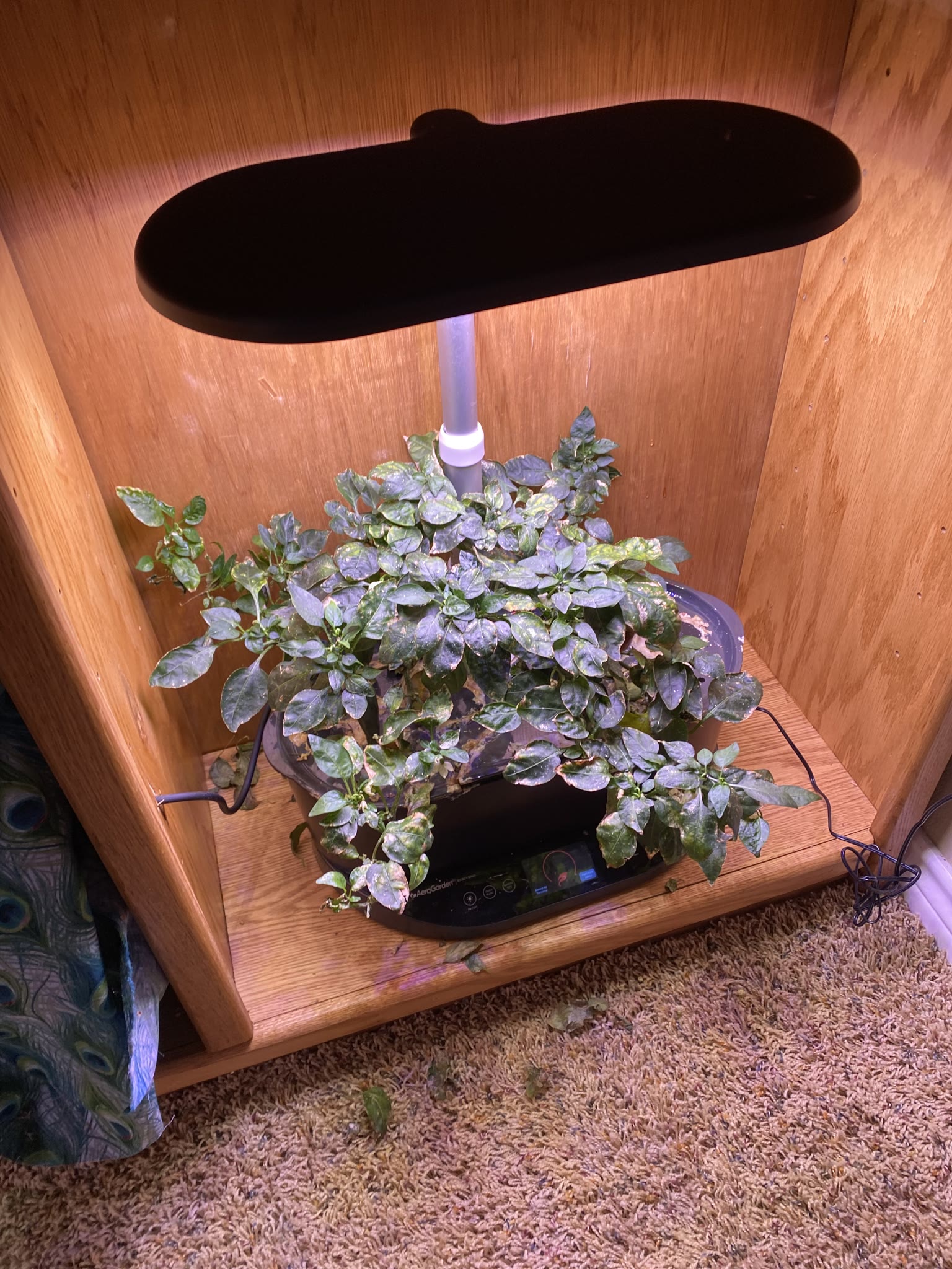 Update #11: Hello fellow AG'ers!! Been a while, between vacation and flipping to the night shift!! The cucumber has gotten h…