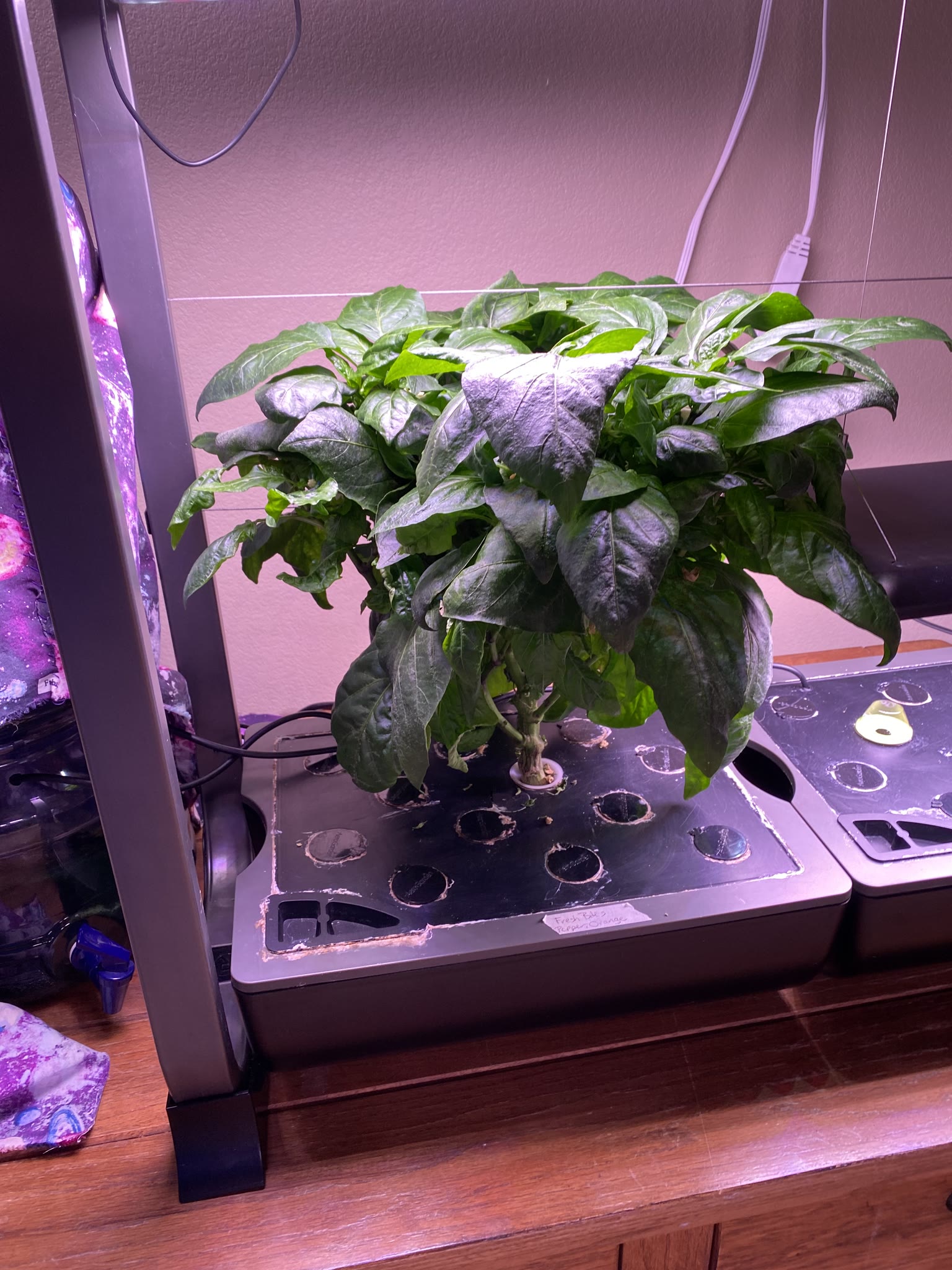 Update #4: It's been a busy several weeks, but the gardens are mostly doing well!! Tomatoes: Re-planted the dill and rosema…