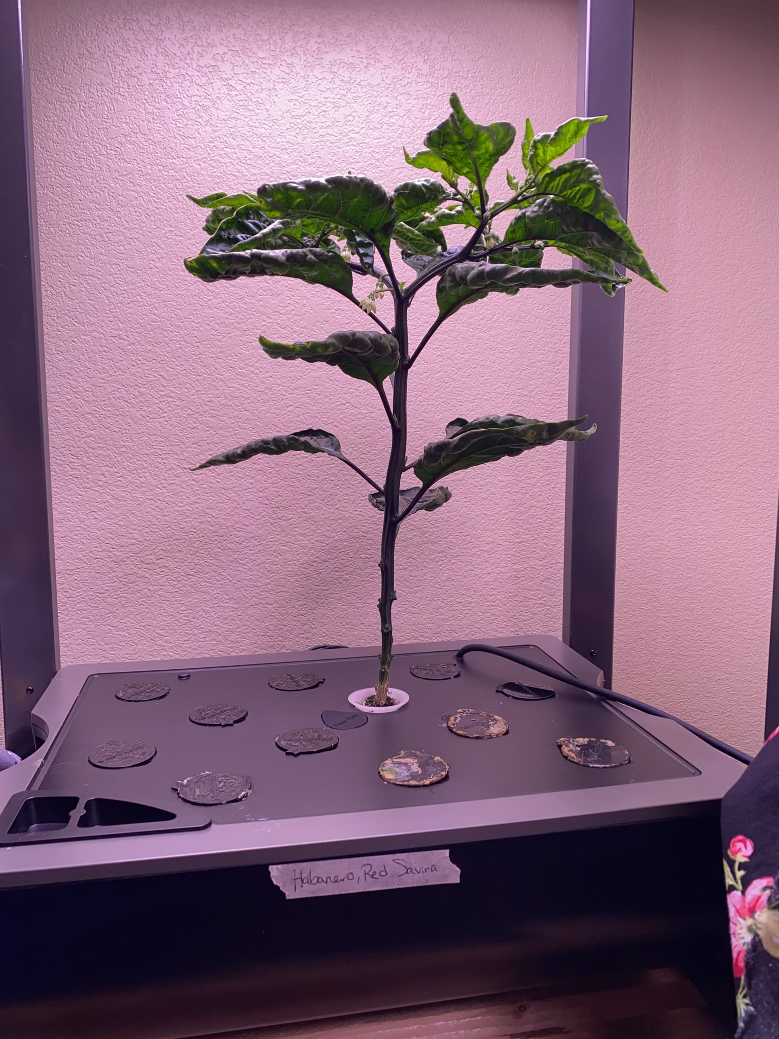 Update #6: Haven't had a ton of opportunity for photos and whatnot, but the gardens are doing really well!!! The strawberri…