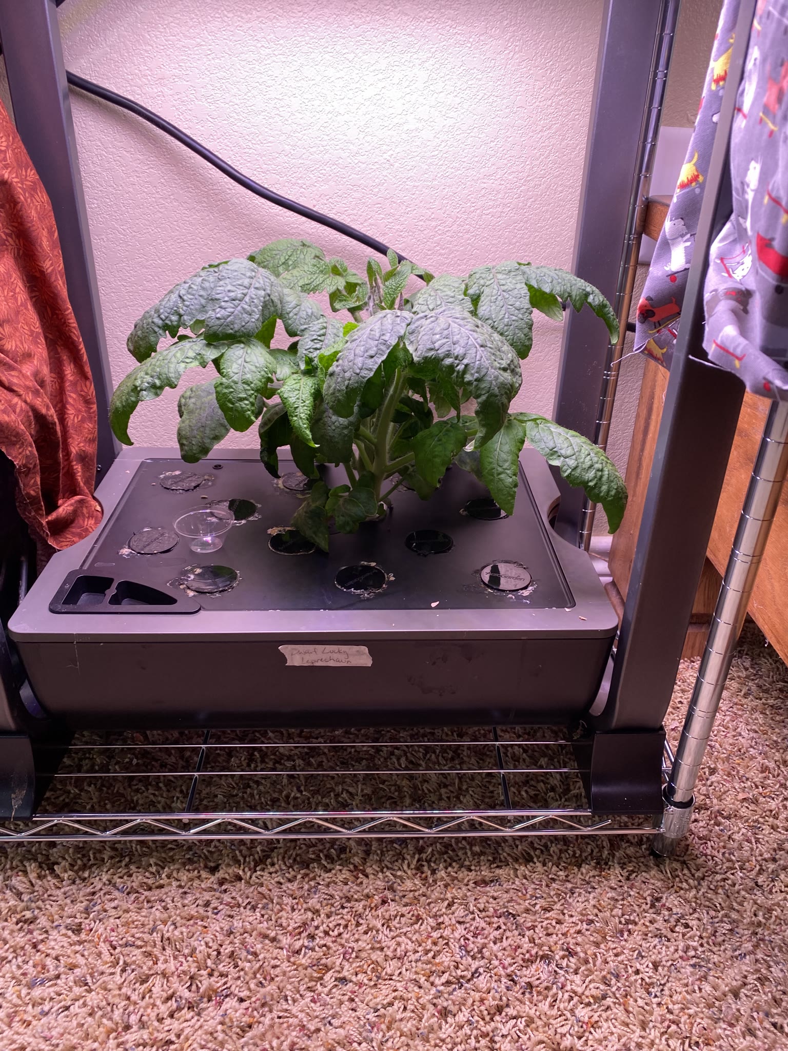 Update #13: Only 4 days in, and it's already been a busy new year!! Finally got a chance to mess with the gardens a bit. The…