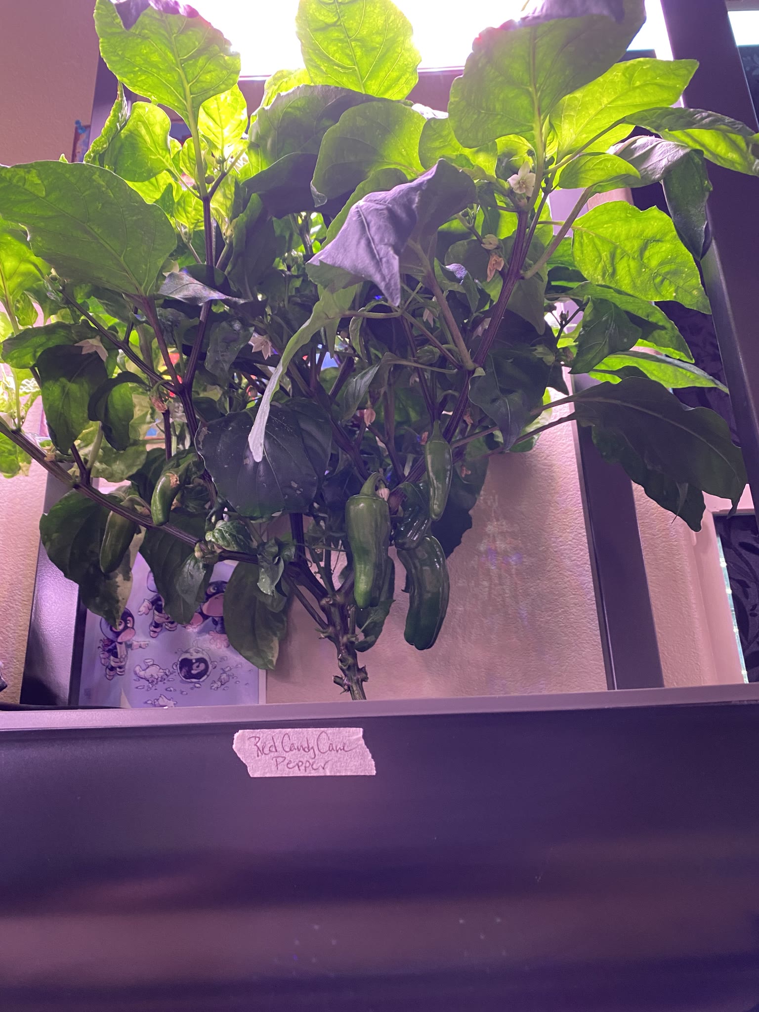 Update #6: Haven't had a ton of opportunity for photos and whatnot, but the gardens are doing really well!!! The strawberri…