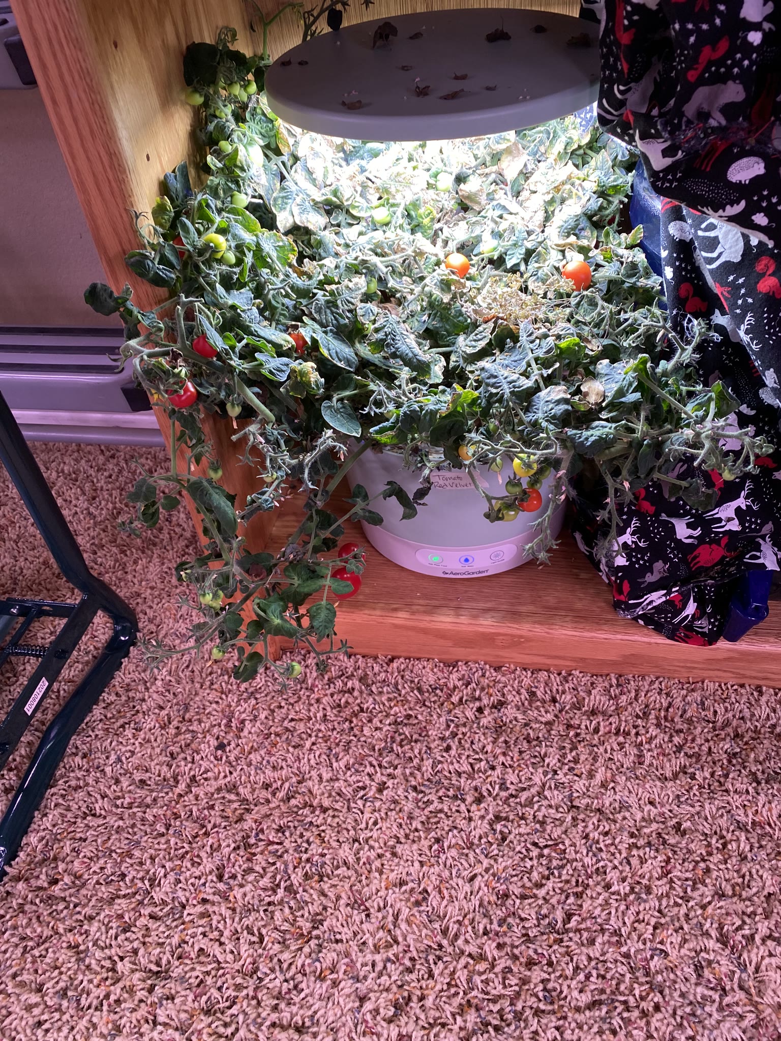 Update #8: Took out the strawberries, which were drying out and starting to die. The habanero also died suddenly. The rest …