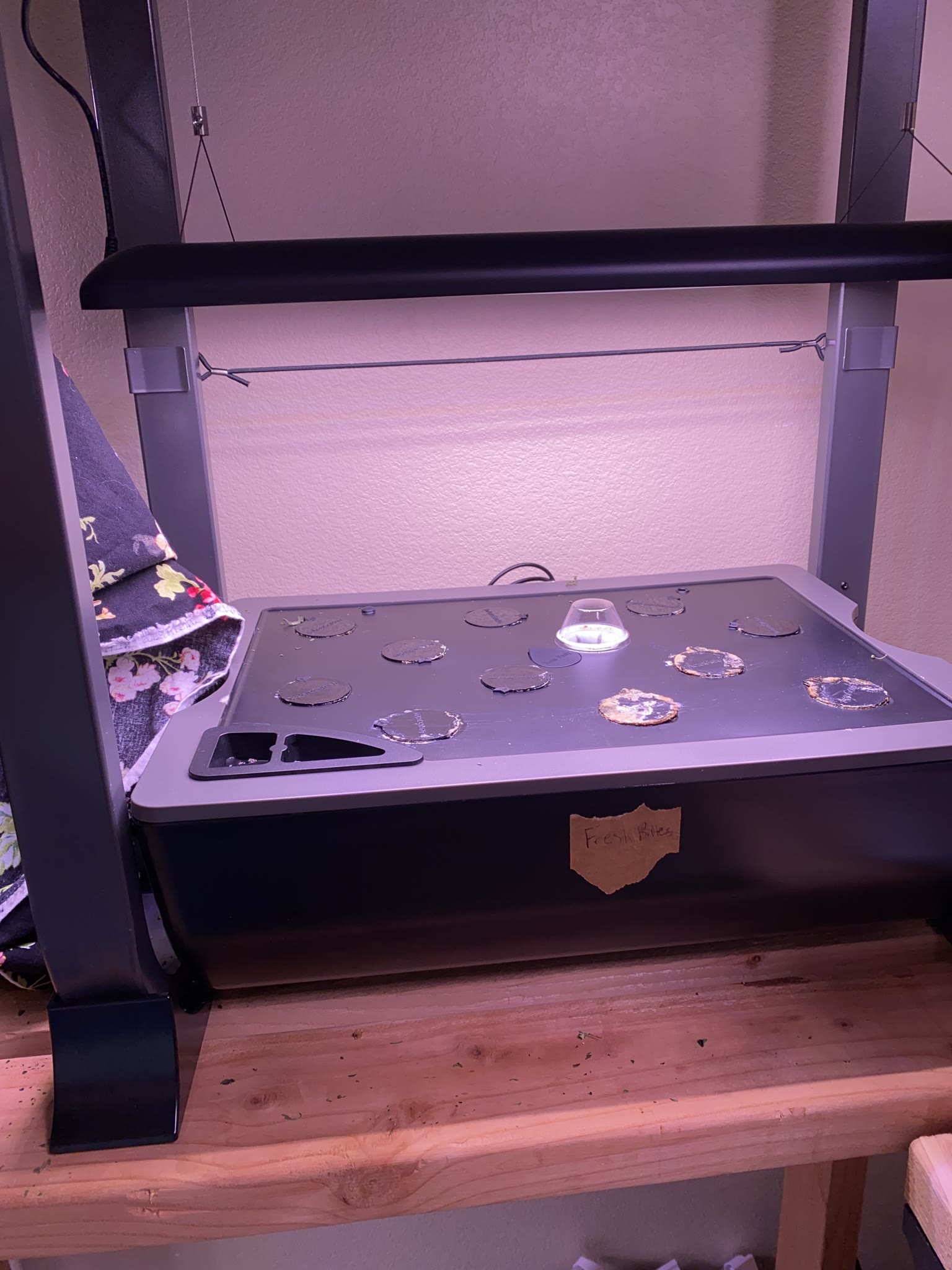 Update #8: Took out the strawberries, which were drying out and starting to die. The habanero also died suddenly. The rest …