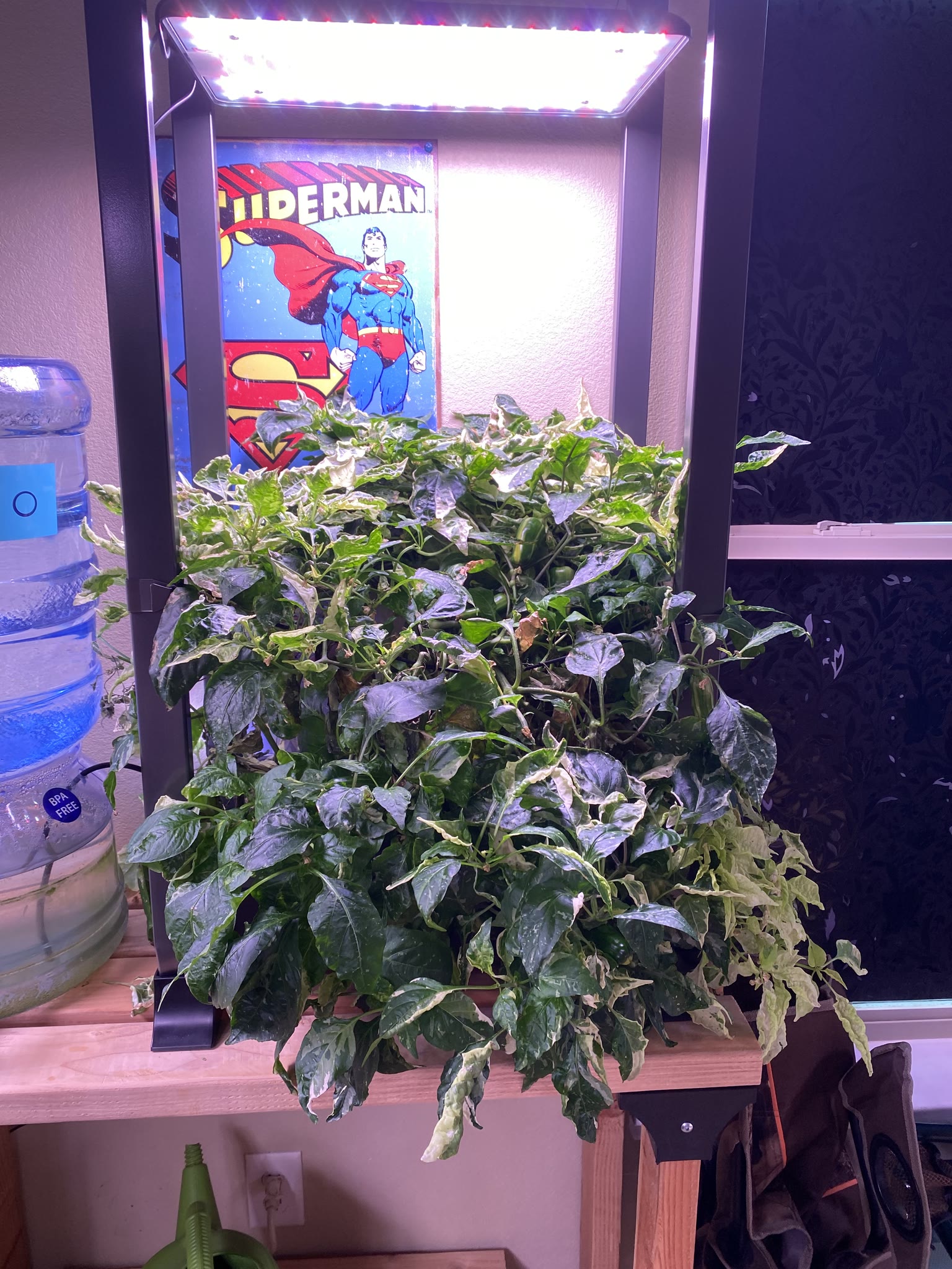 Update #10: Been a while since my last update!! It's been busy as always around here. Tomatoes!! The sprout is still doing g…