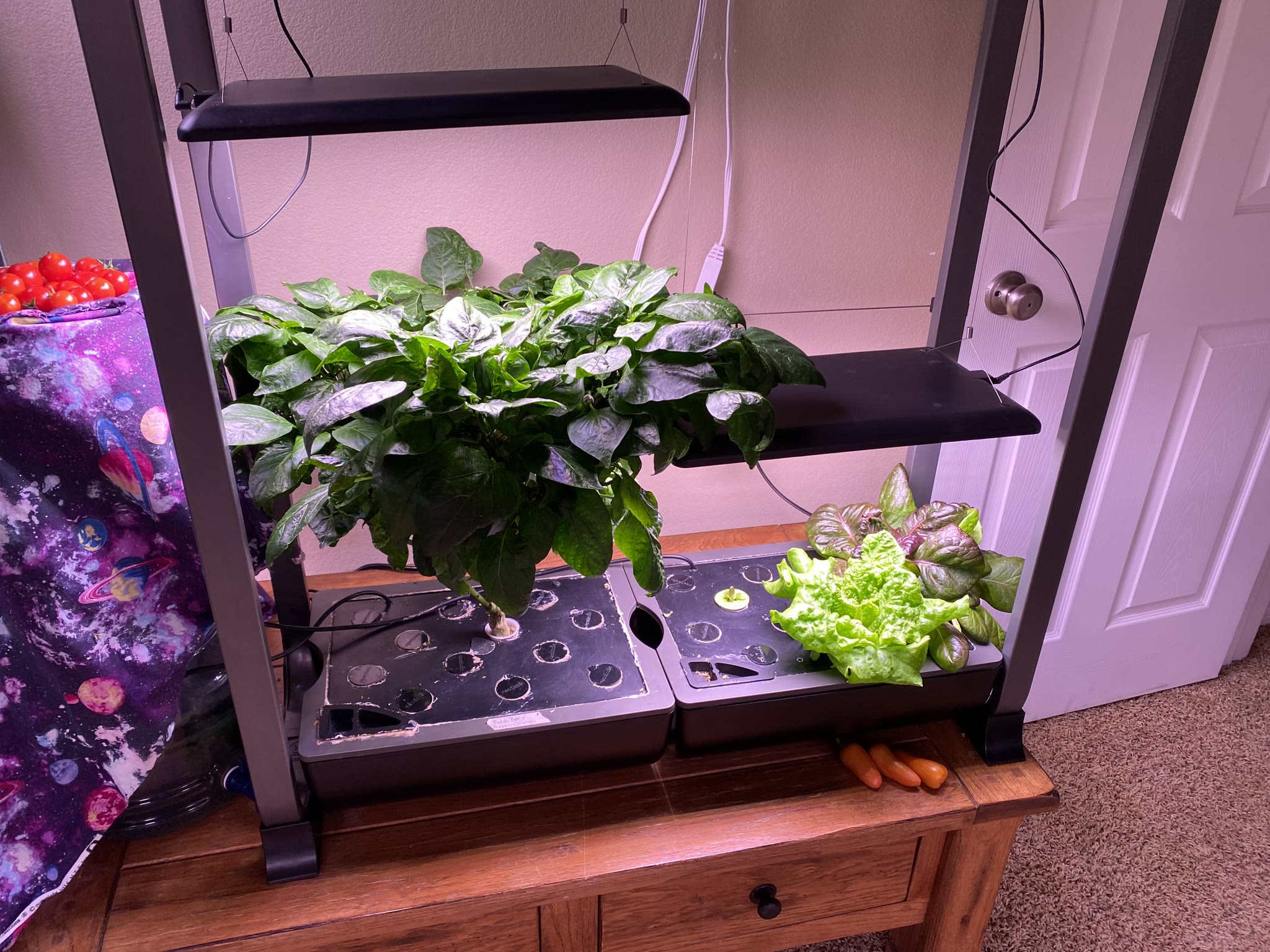 Update #6: Haven't had a ton of opportunity for photos and whatnot, but the gardens are doing really well!!! The strawberri…