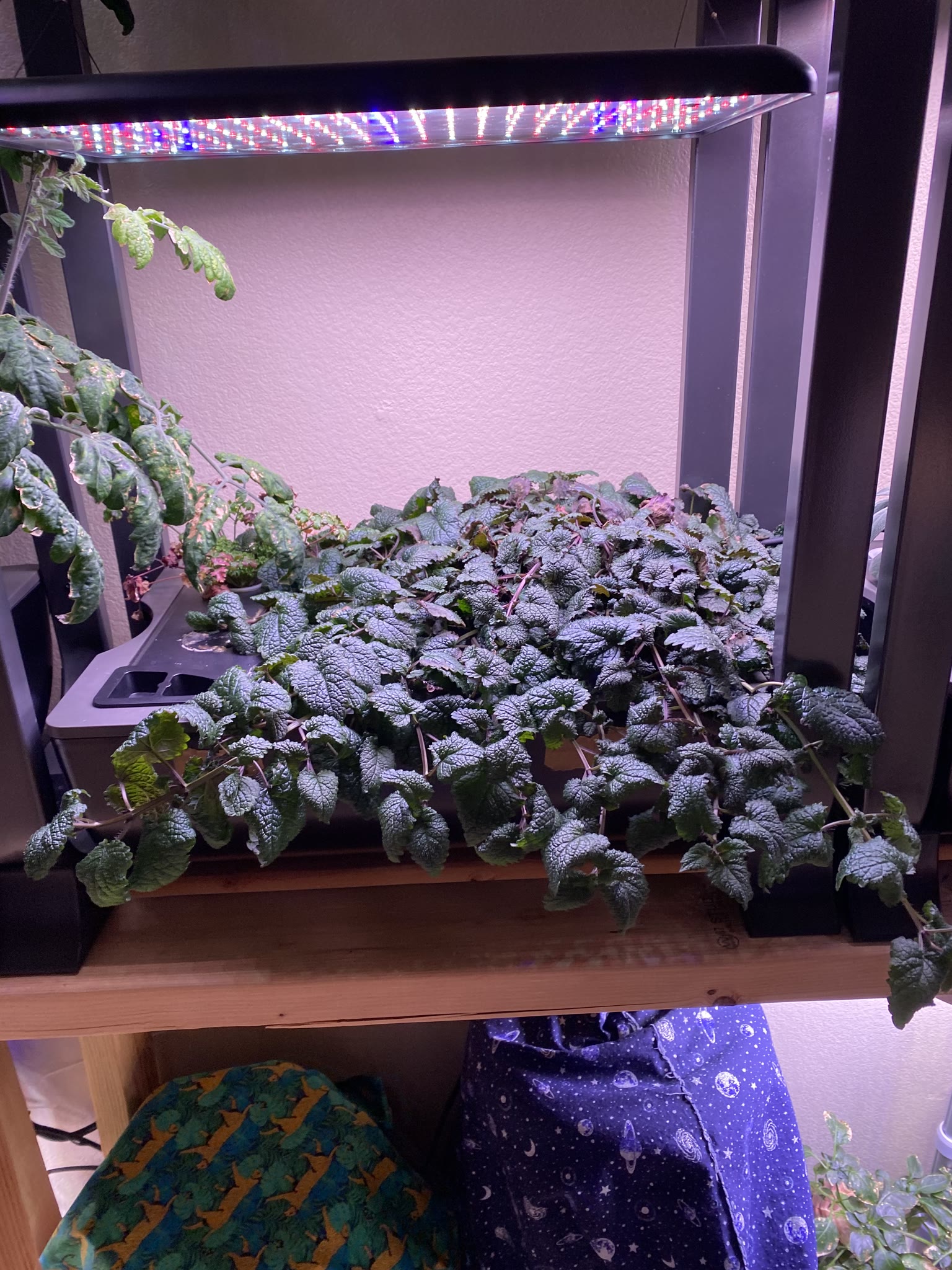 Update #11: Hello fellow AG'ers!! Been a while, between vacation and flipping to the night shift!! The cucumber has gotten h…