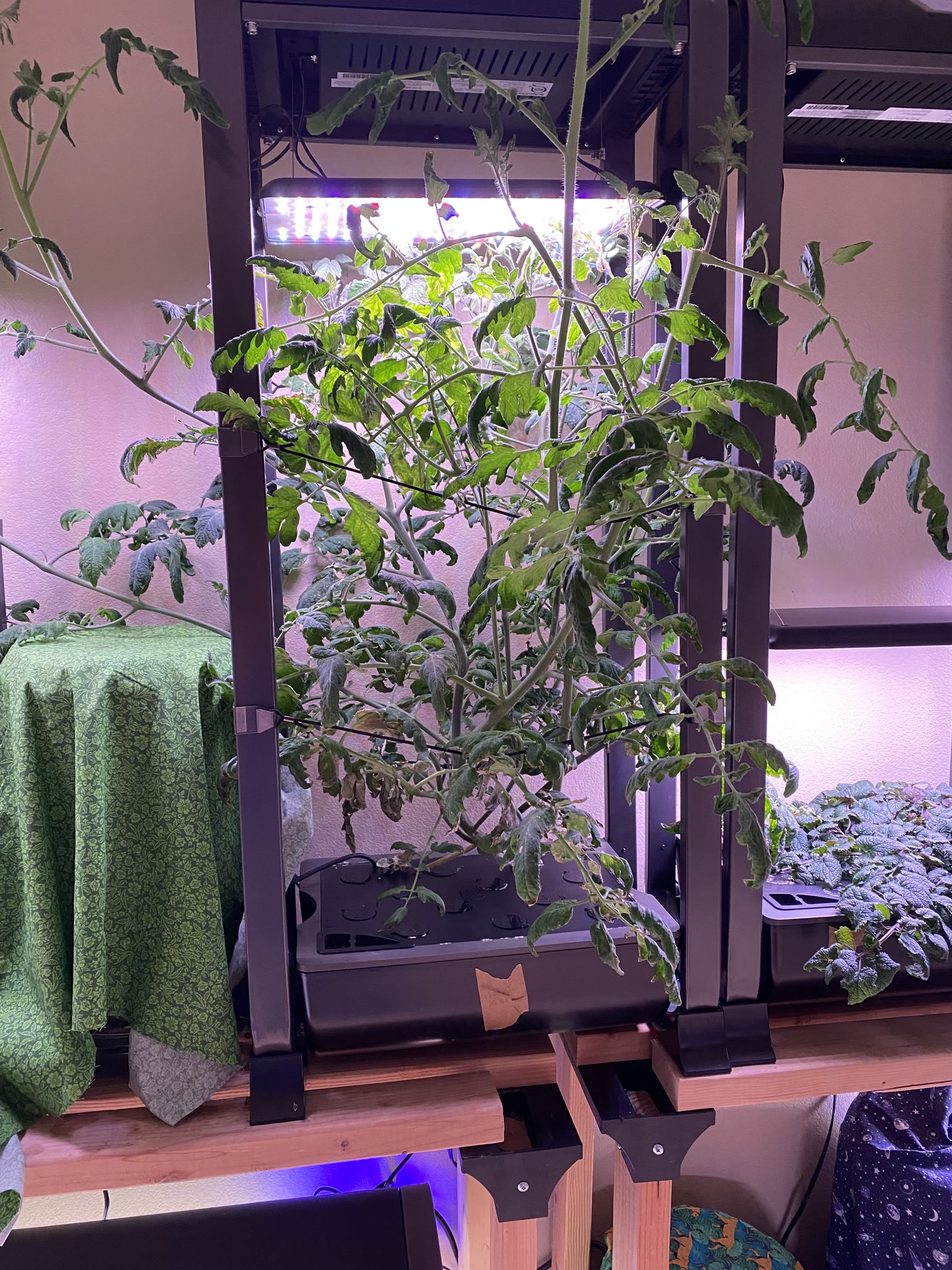 Update #11: Hello fellow AG'ers!! Been a while, between vacation and flipping to the night shift!! The cucumber has gotten h…