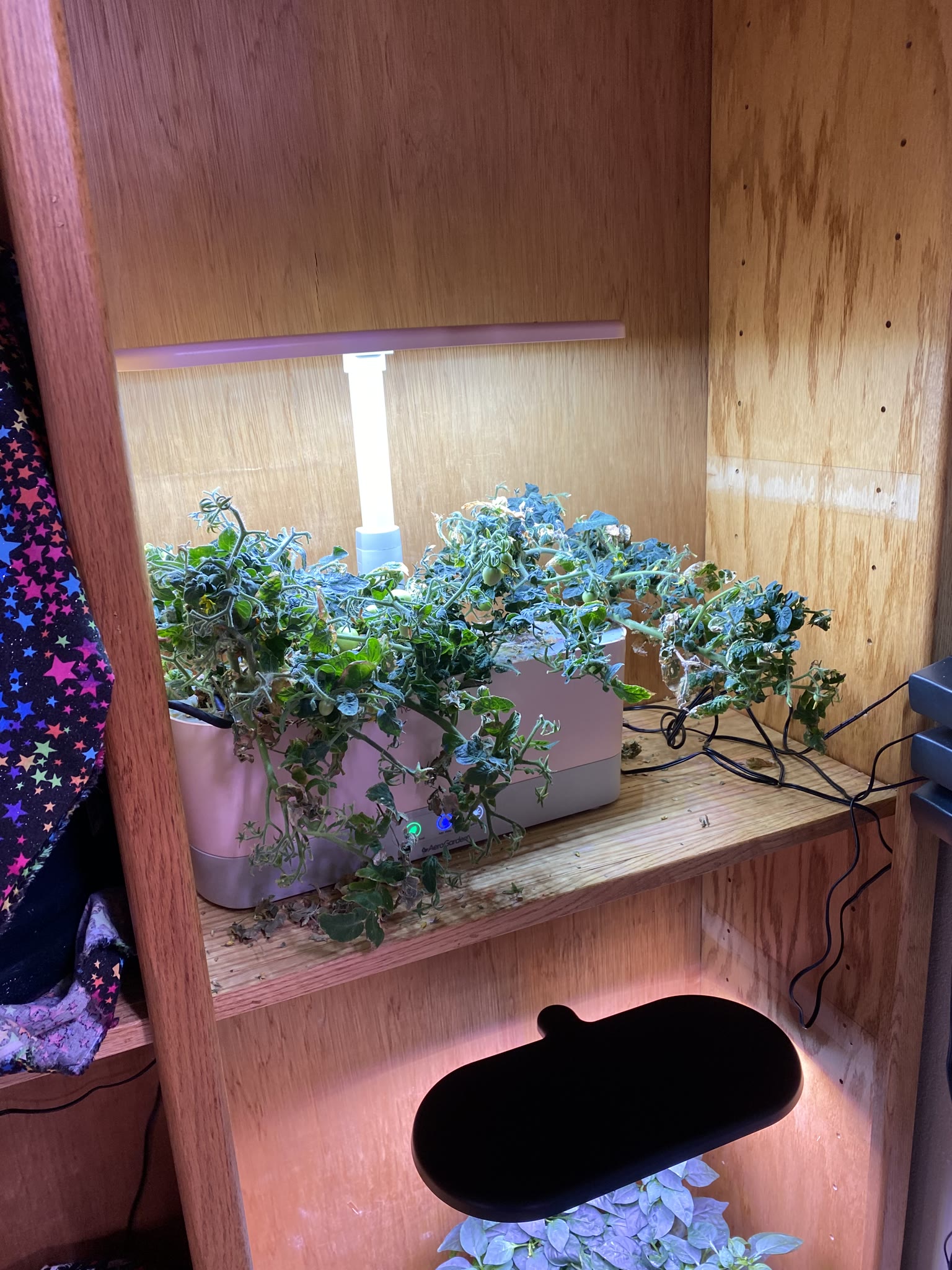 Update #6: Haven't had a ton of opportunity for photos and whatnot, but the gardens are doing really well!!! The strawberri…