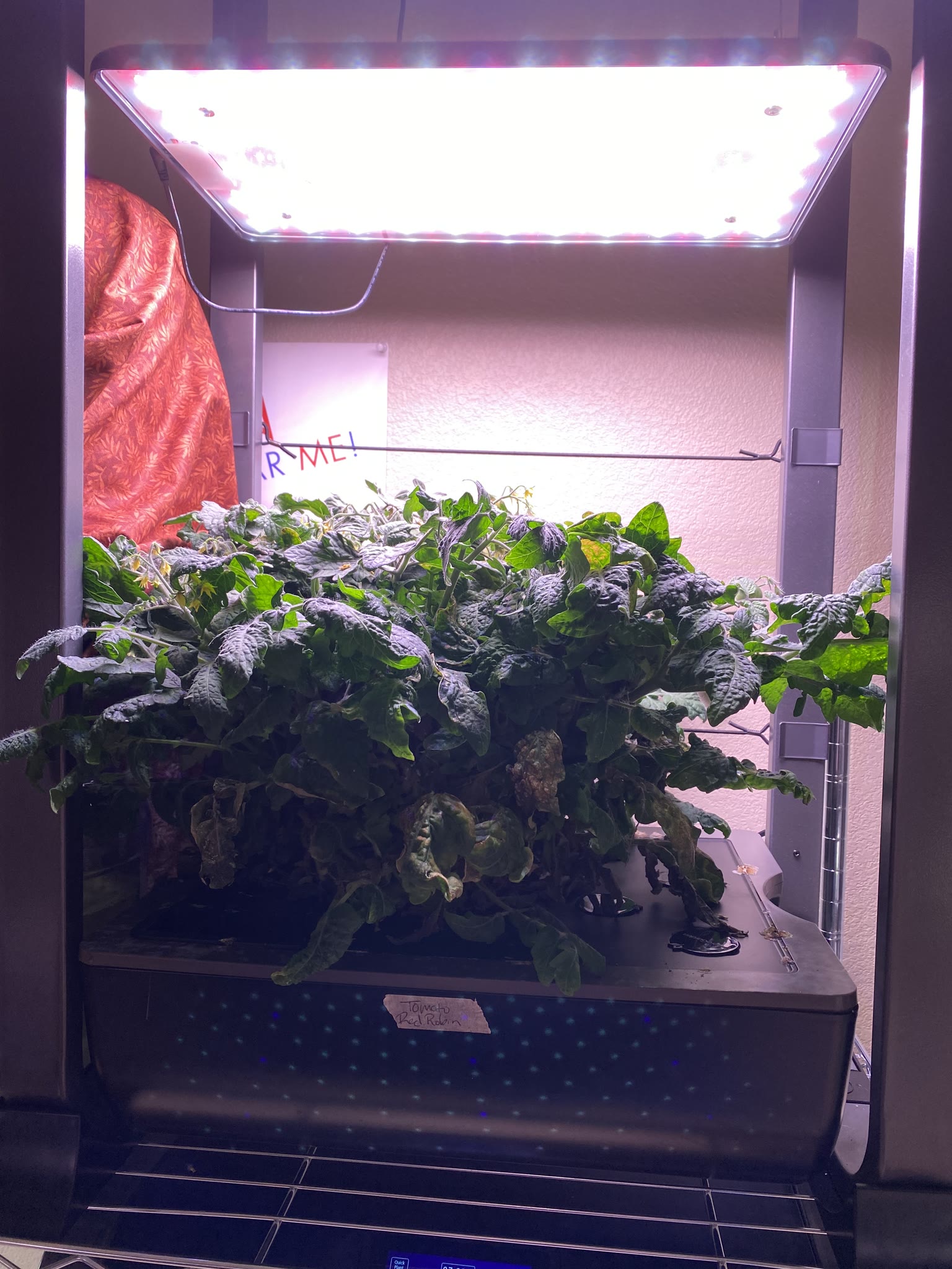 Update #4: It's been a busy several weeks, but the gardens are mostly doing well!! Tomatoes: Re-planted the dill and rosema…