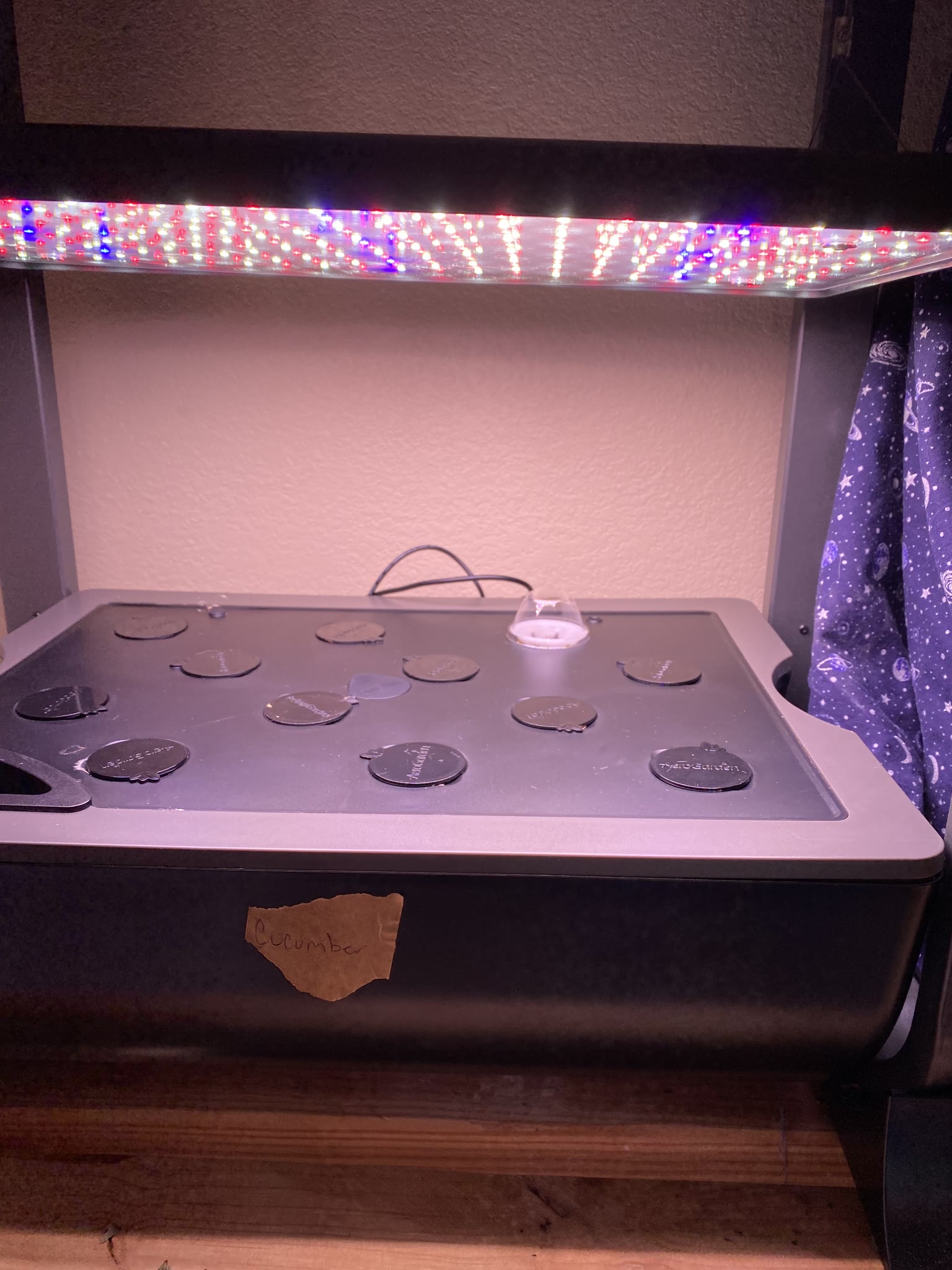 Update #8: Took out the strawberries, which were drying out and starting to die. The habanero also died suddenly. The rest …