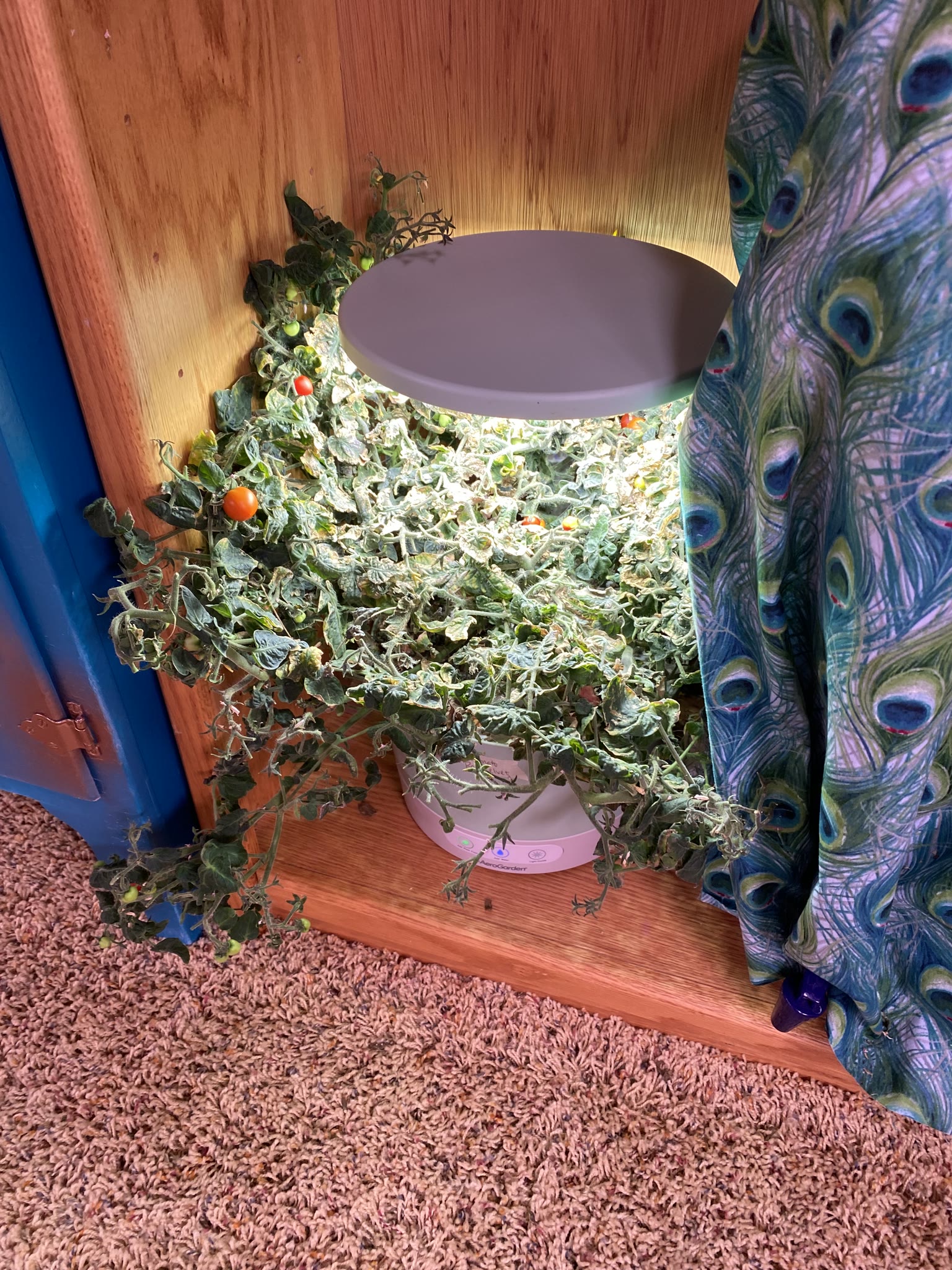 Update #10: Been a while since my last update!! It's been busy as always around here. Tomatoes!! The sprout is still doing g…