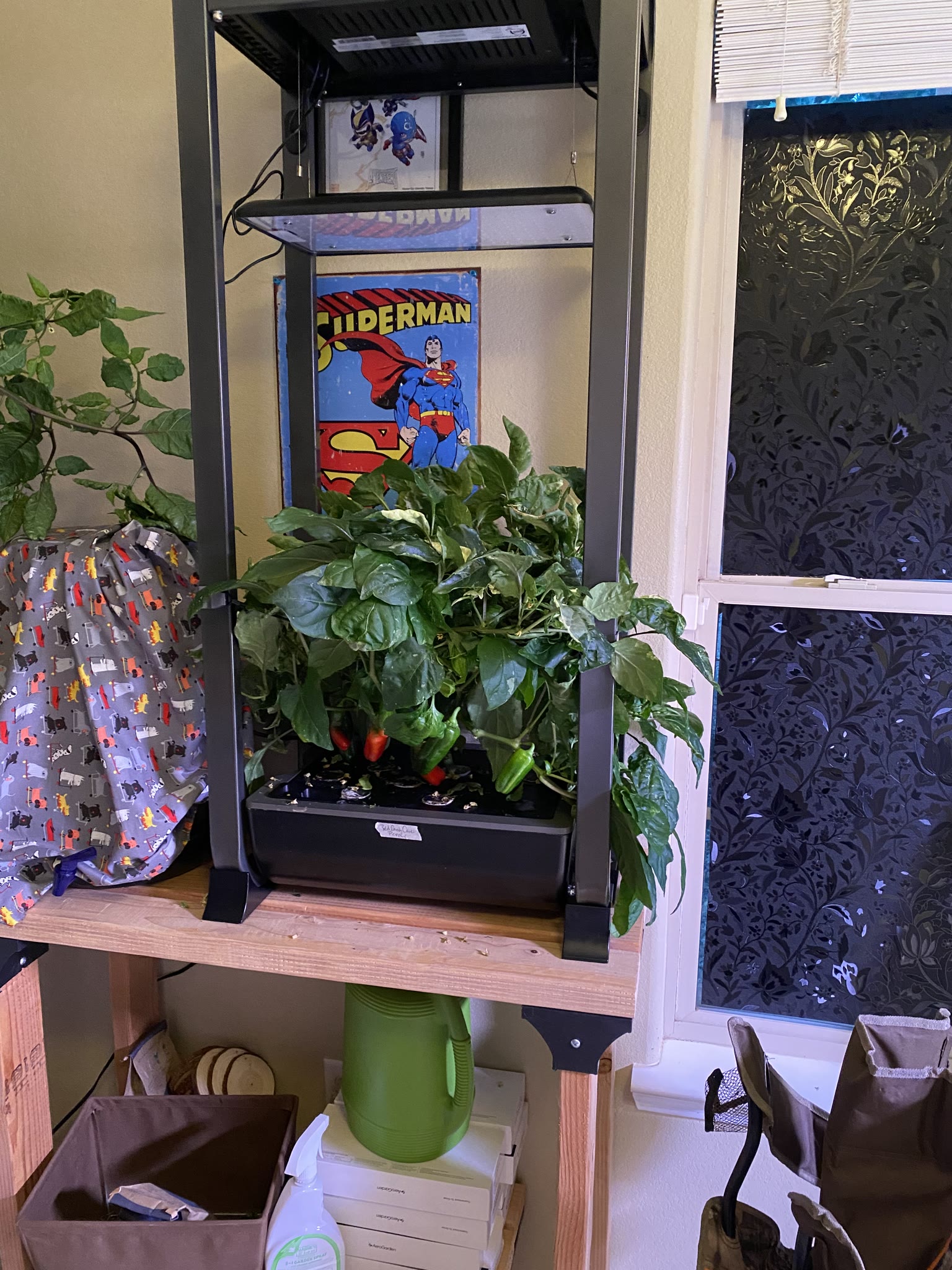 Update #7: The gardens are doing well!! Yesterday I watered and fed everything I wasn't going to replace. Today after I get…