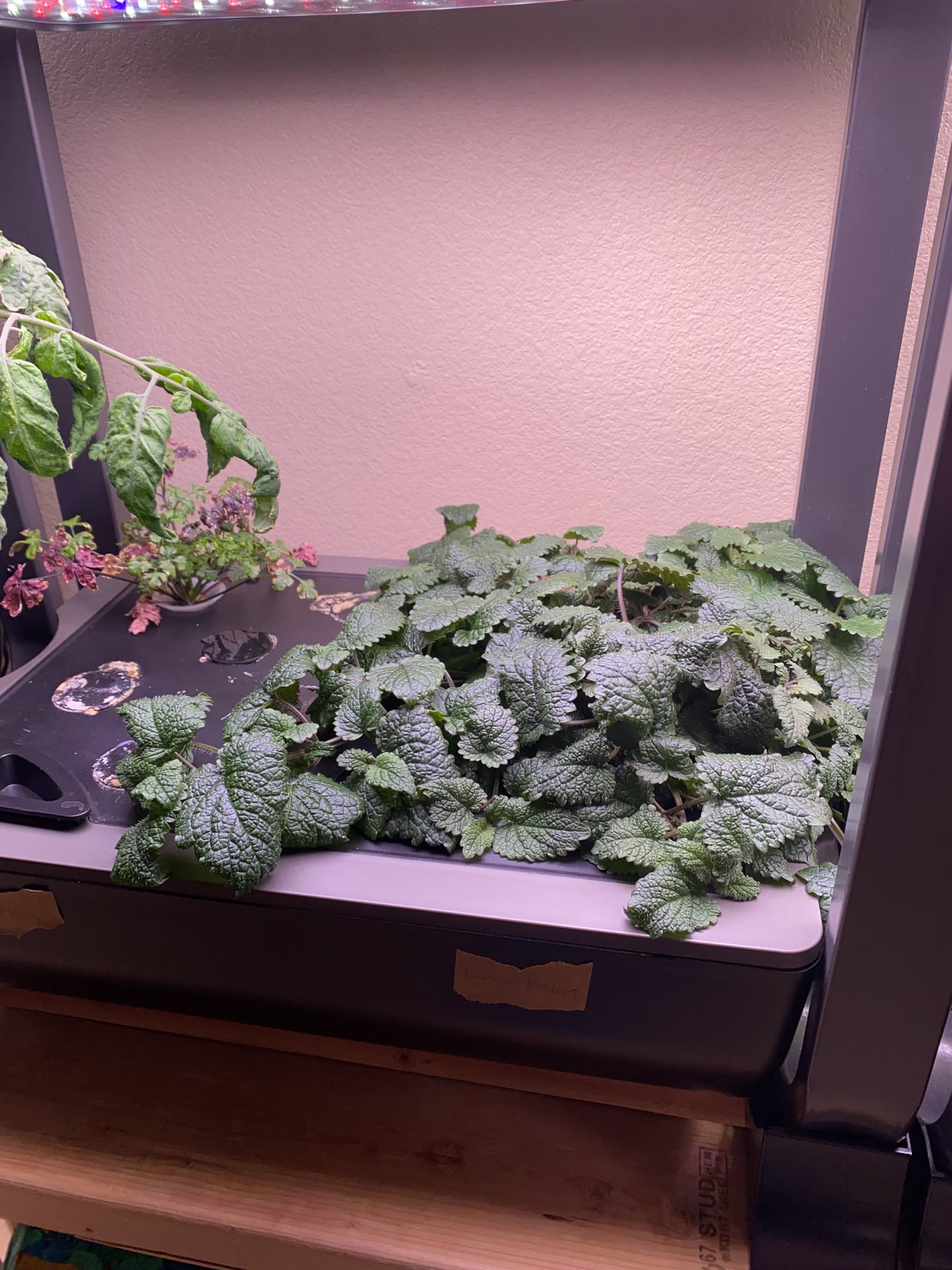Update #10: Been a while since my last update!! It's been busy as always around here. Tomatoes!! The sprout is still doing g…
