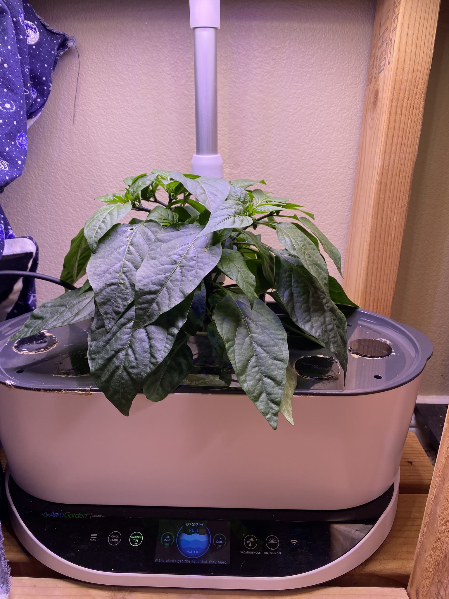 Update #4: It's been a busy several weeks, but the gardens are mostly doing well!! Tomatoes: Re-planted the dill and rosema…