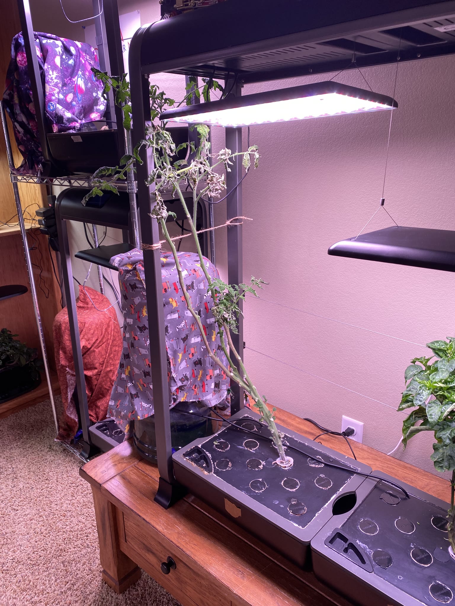 Update #10: Been a while since my last update!! It's been busy as always around here. Tomatoes!! The sprout is still doing g…