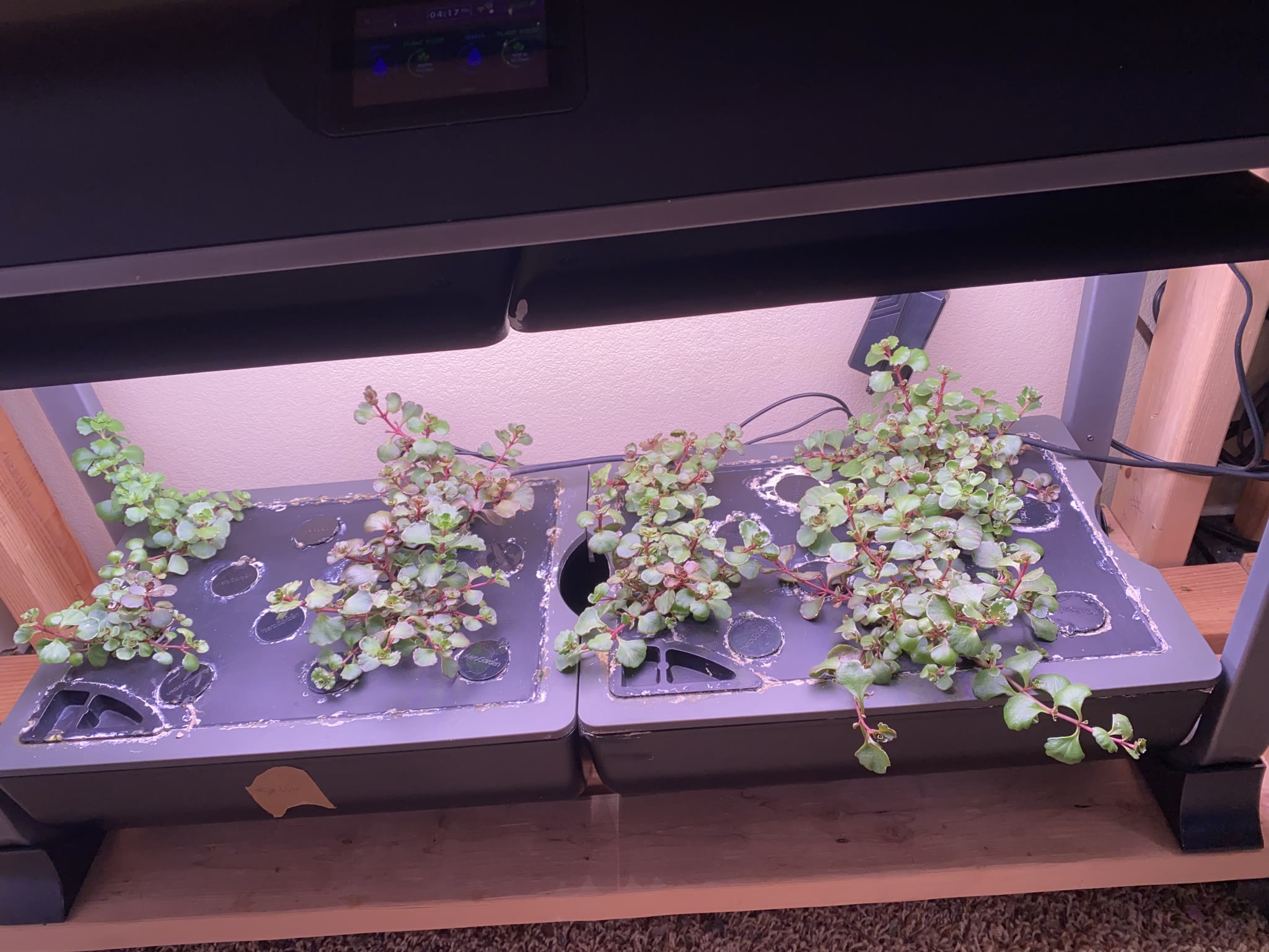 Update #10: Been a while since my last update!! It's been busy as always around here. Tomatoes!! The sprout is still doing g…